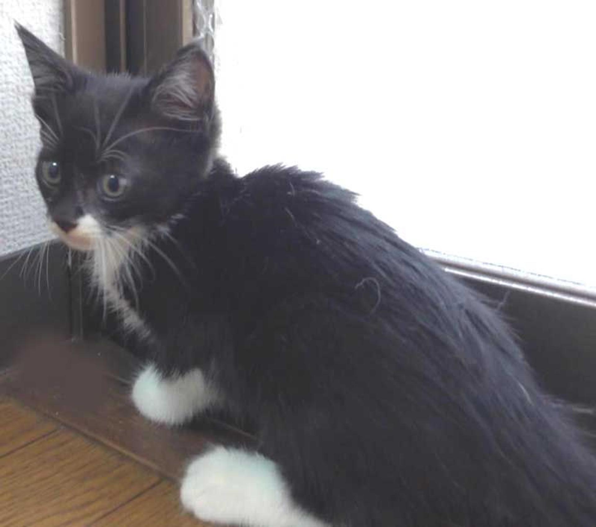 pet-image-6