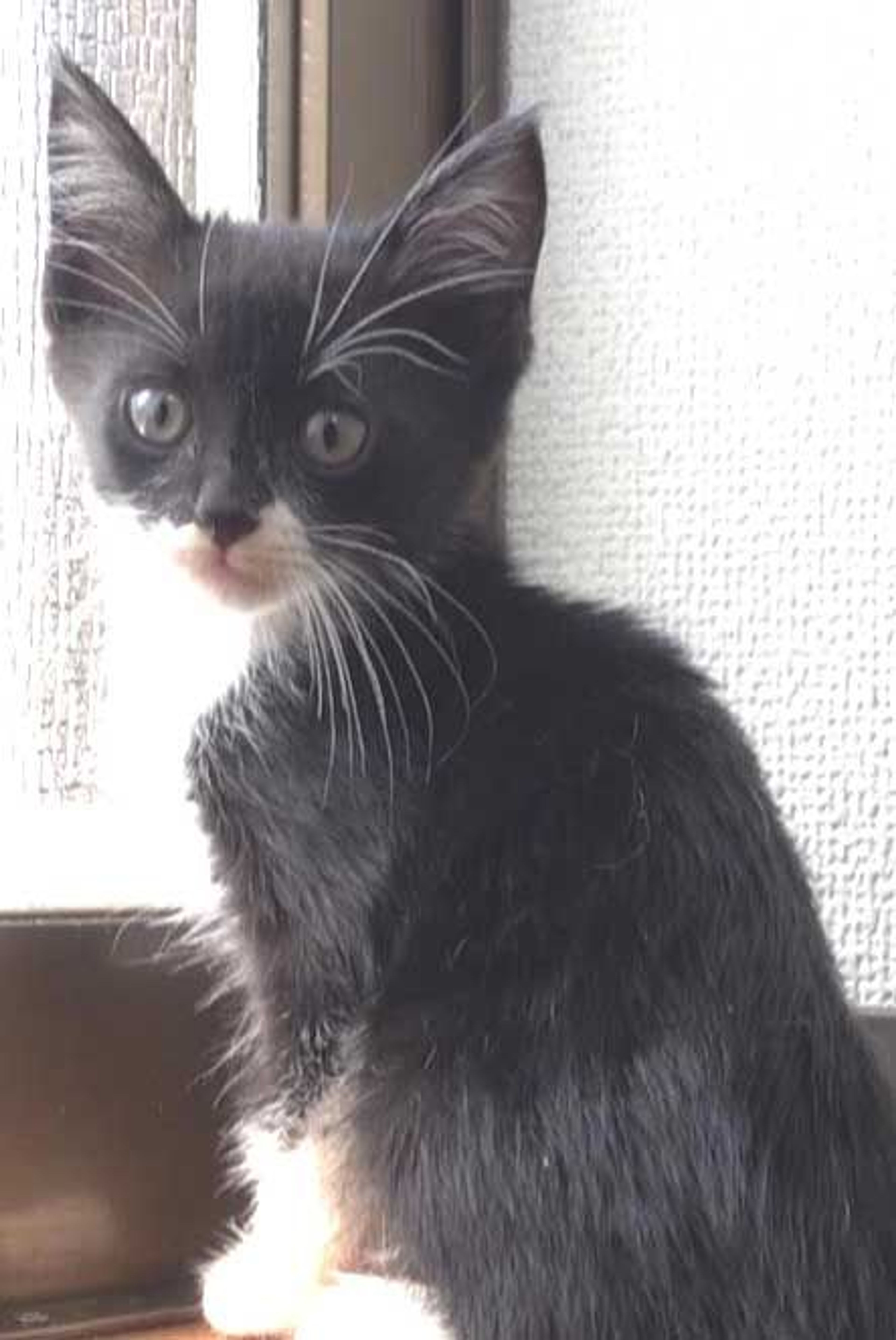 pet-image-7