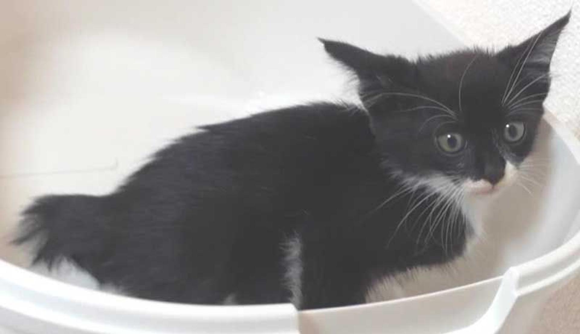 pet-image-8