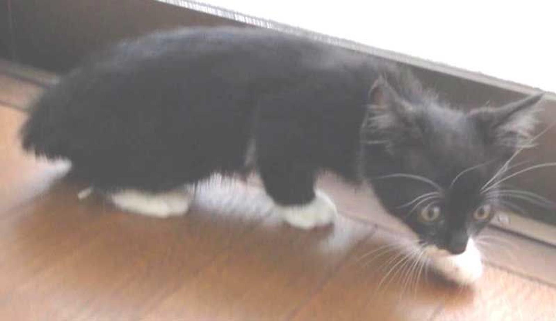 pet-image-9