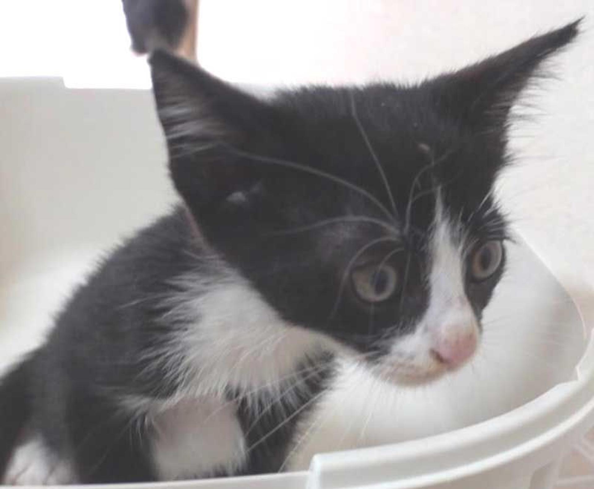 pet-image-4