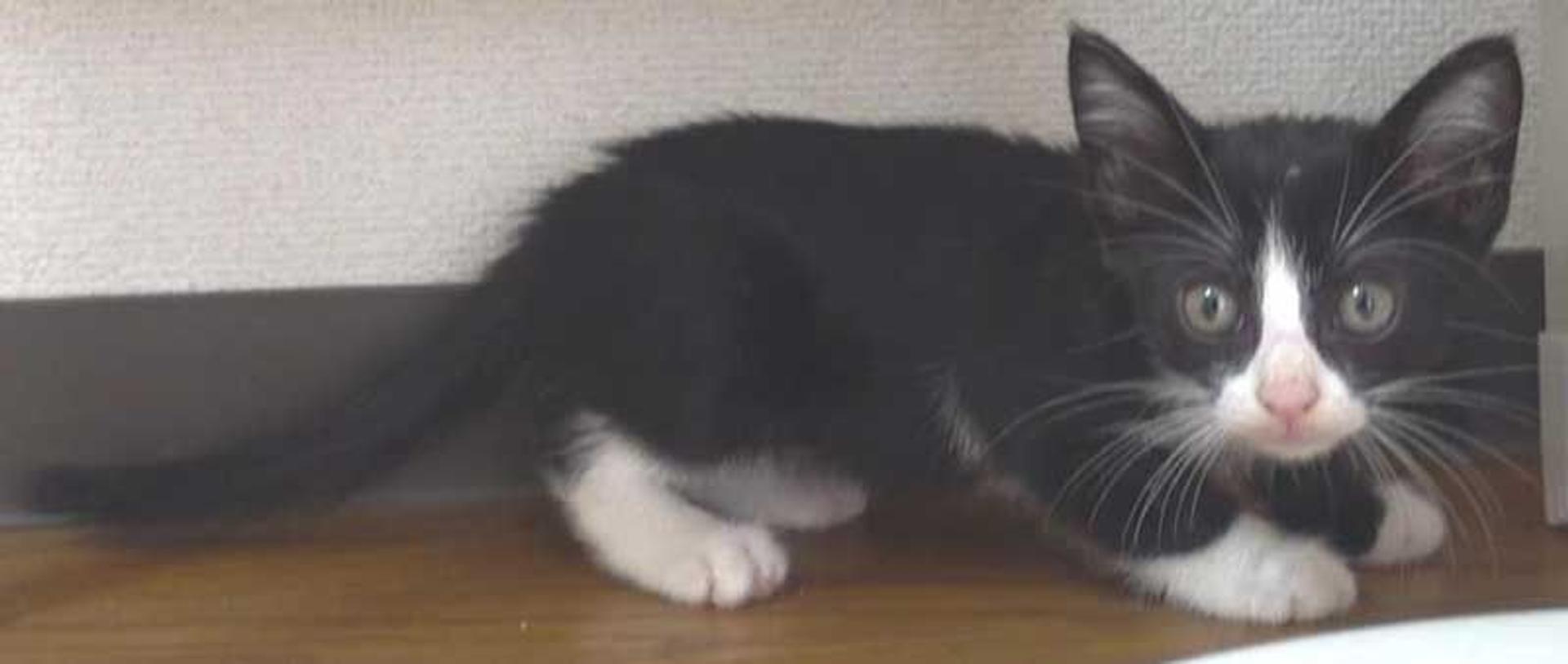 pet-image-7