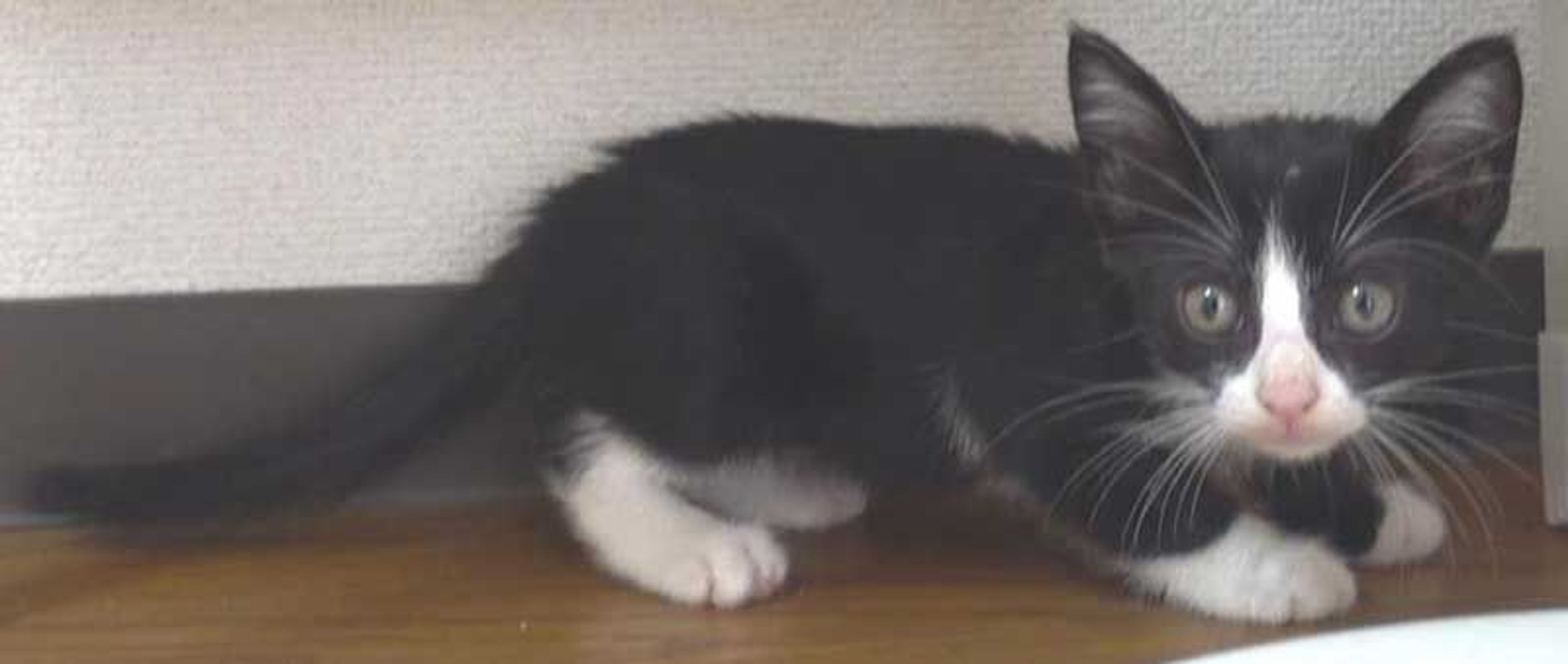 pet-image-7
