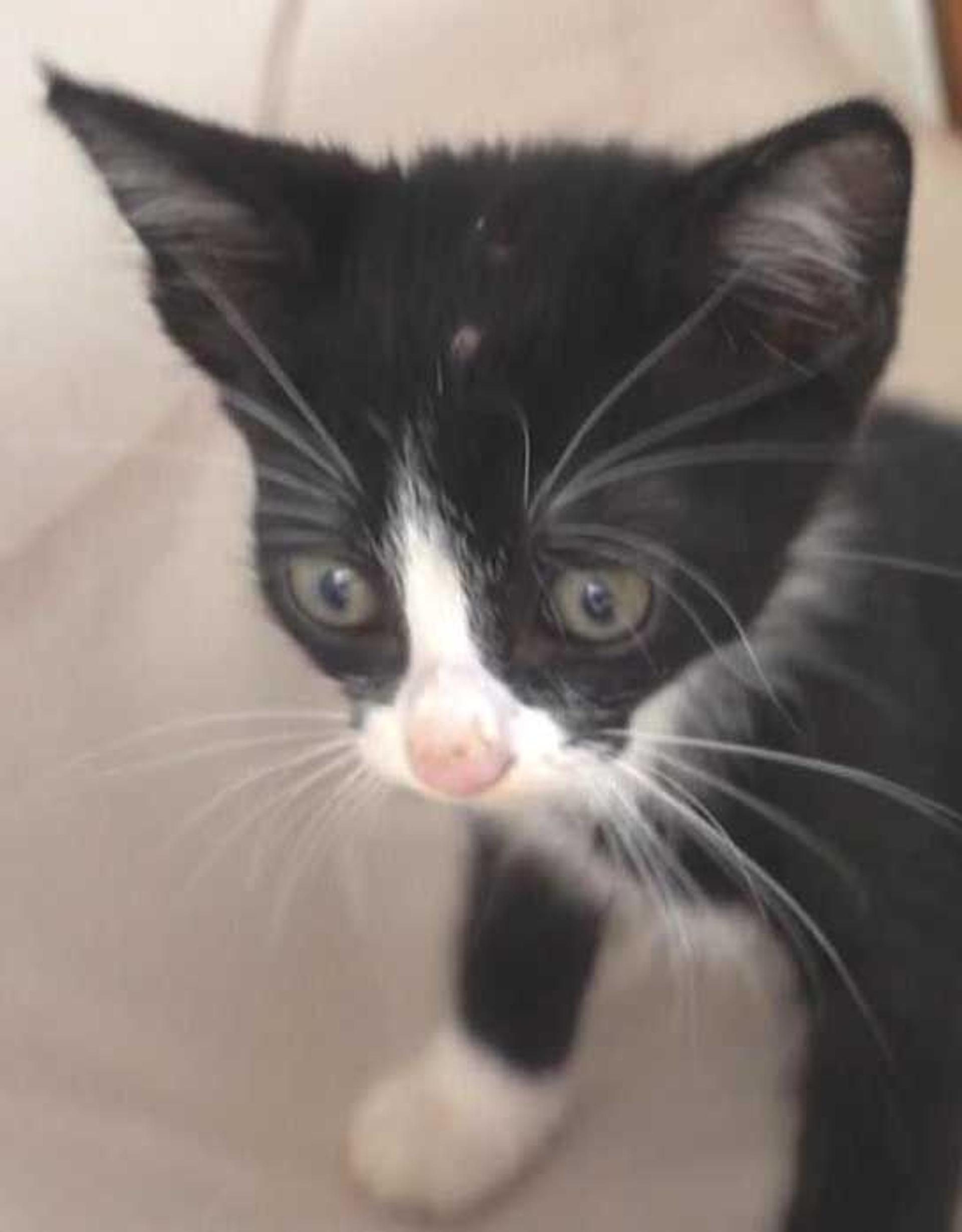 pet-image-9