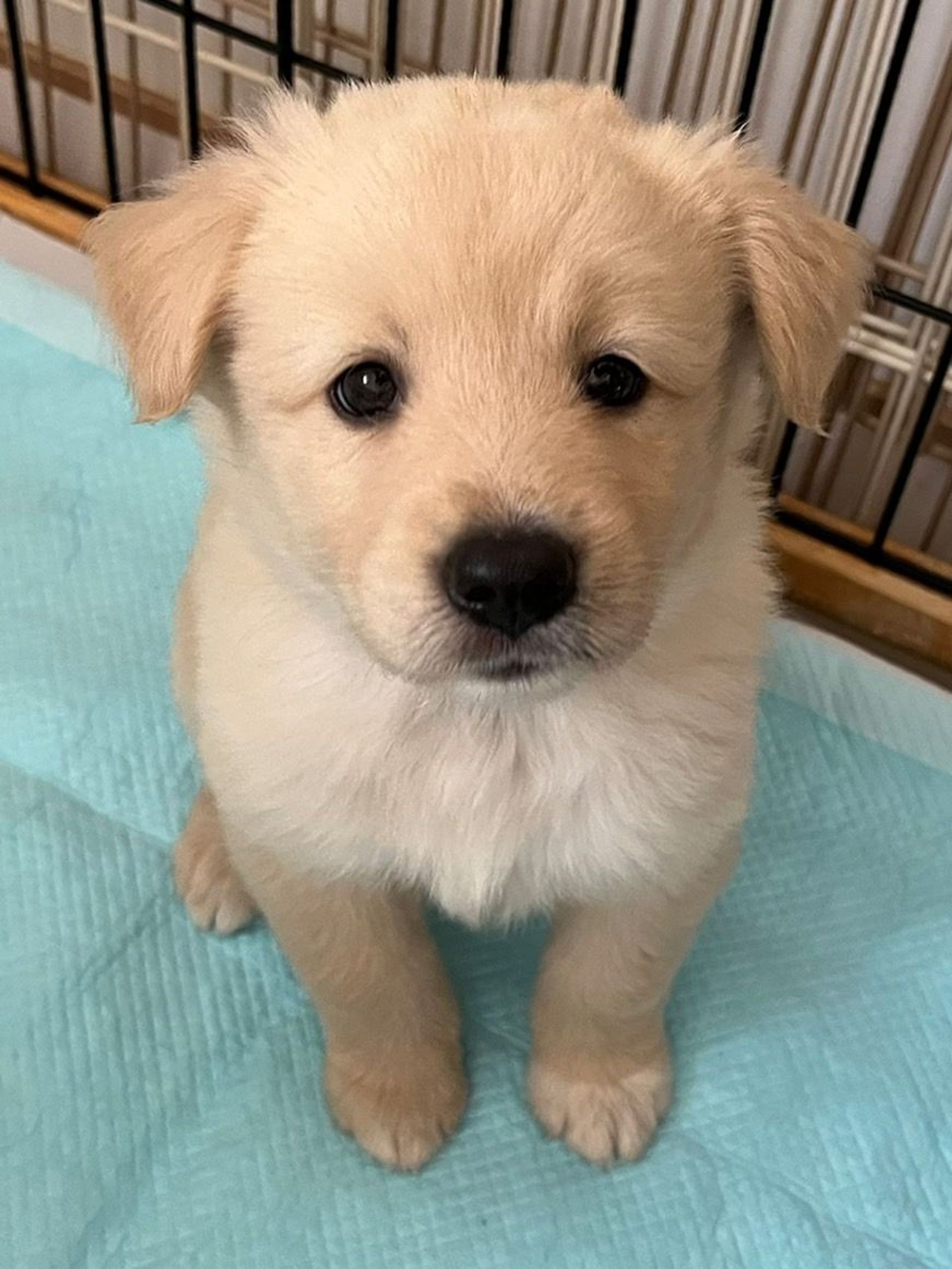 雑種（ミックス犬）・メスの里親募集の写真