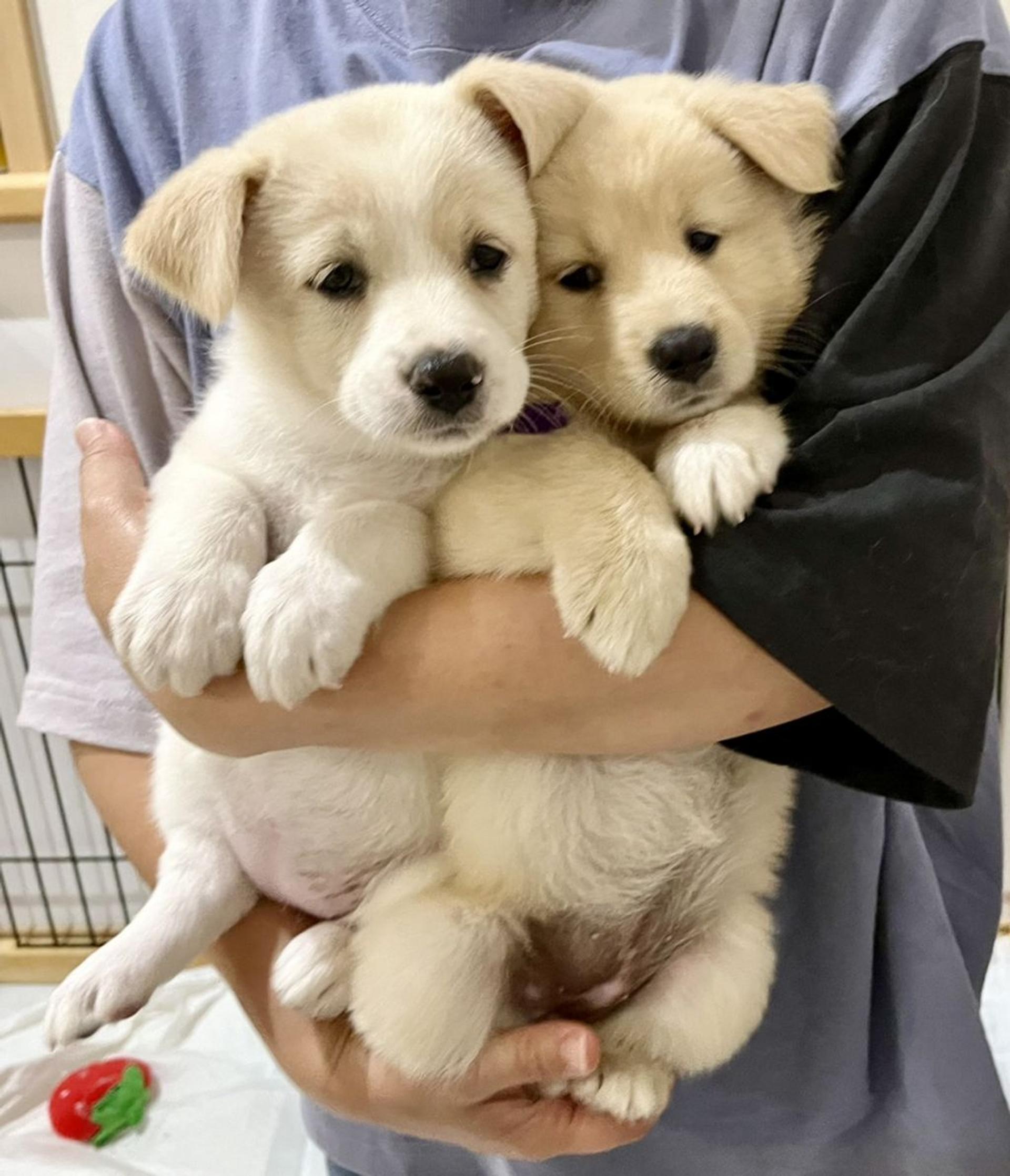 pet-image-4