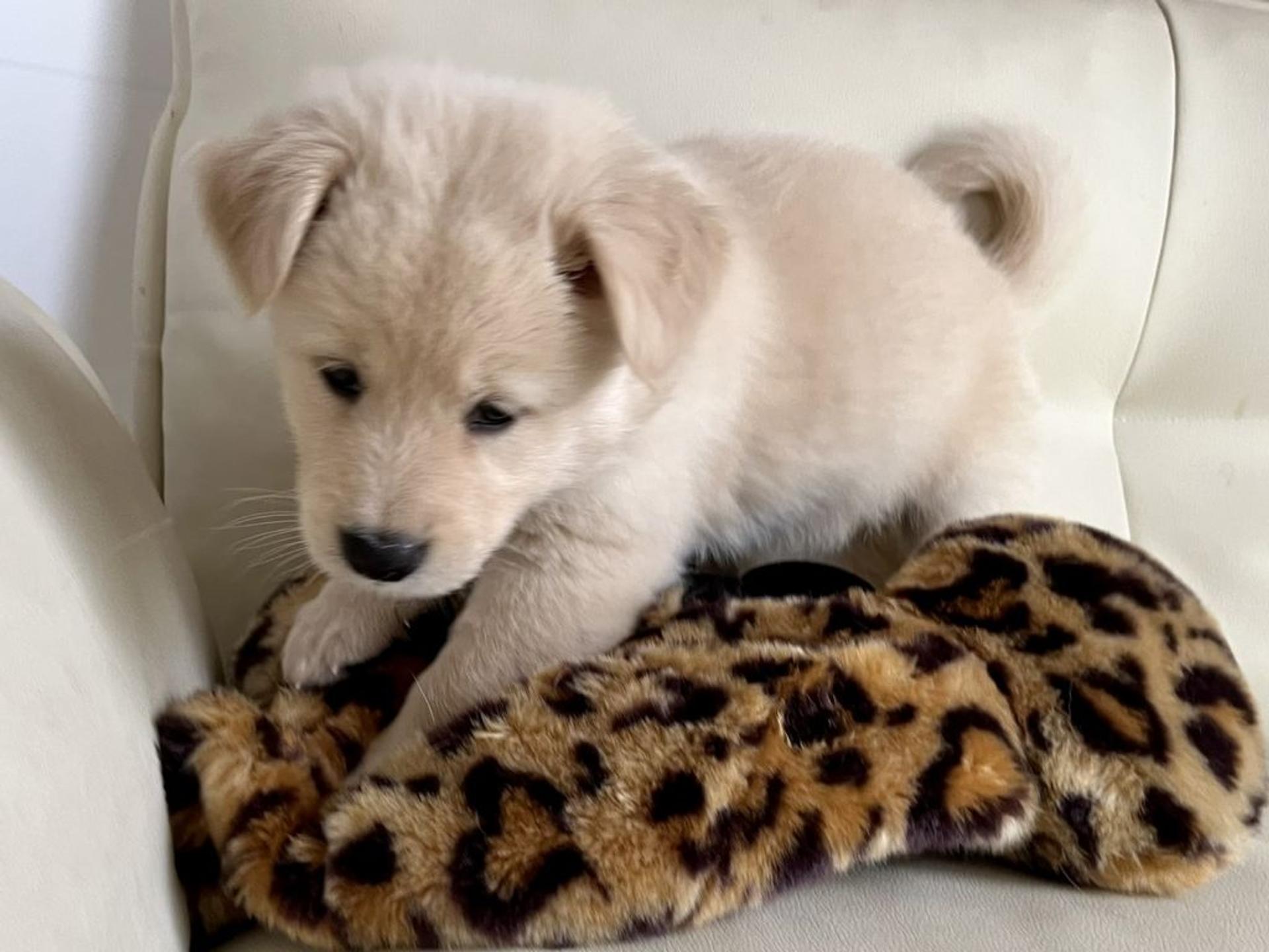 pet-image-7