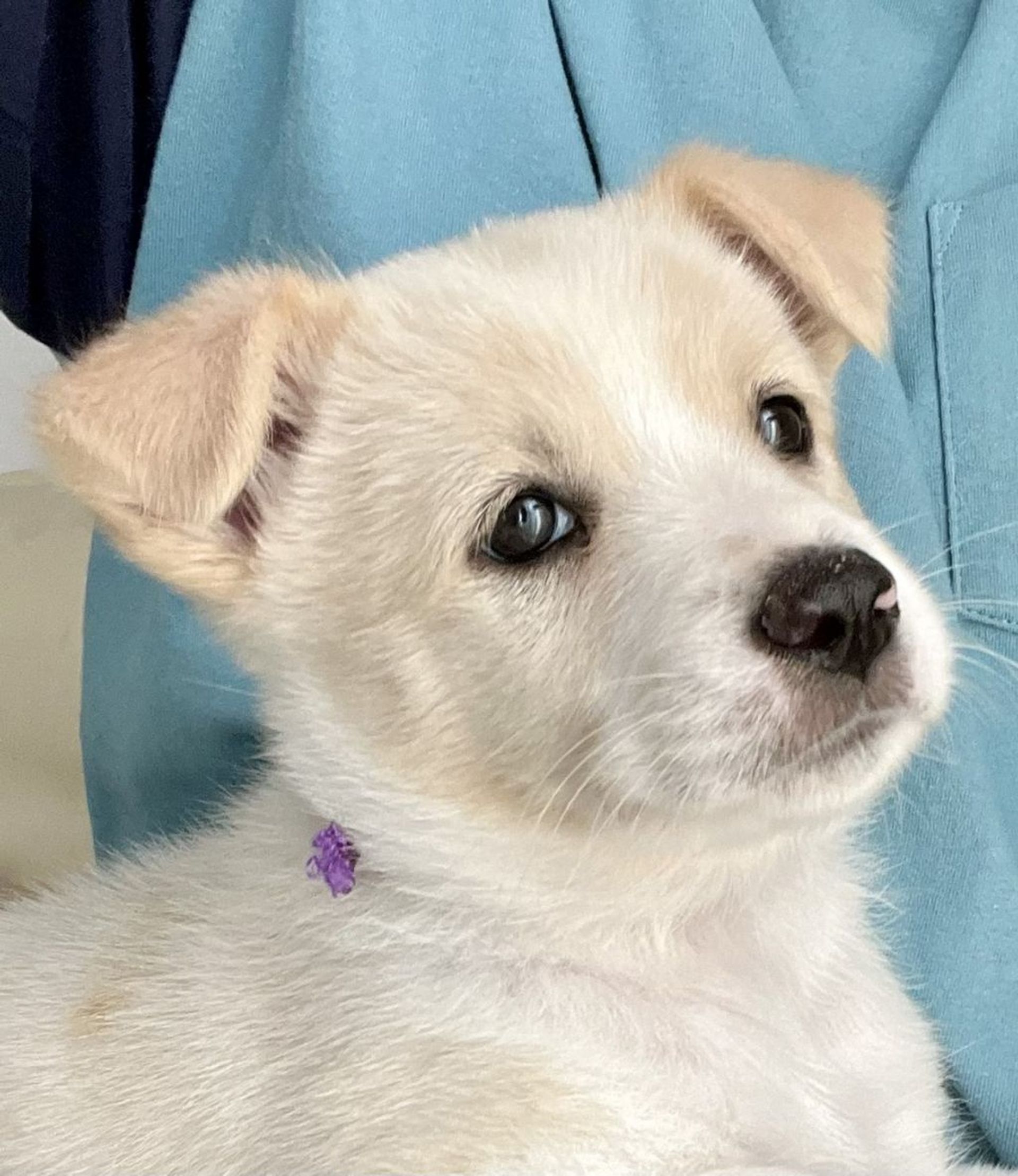 雑種（ミックス犬）・メスの里親募集の写真