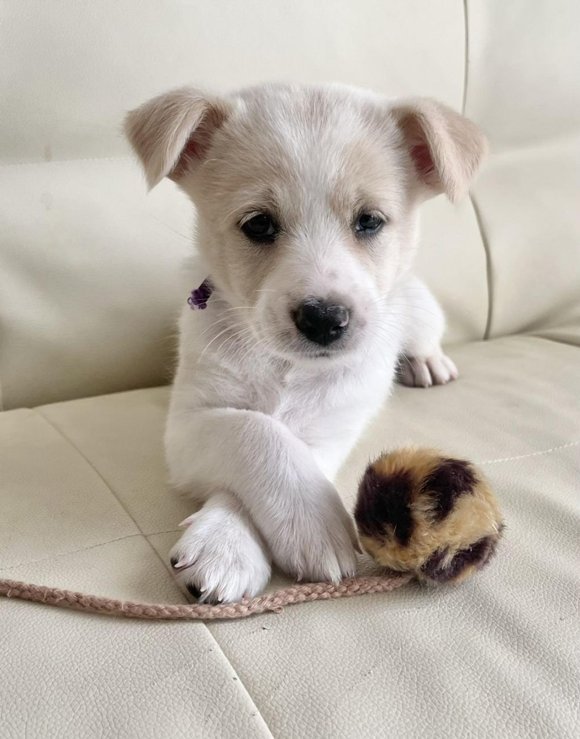pet-image-3