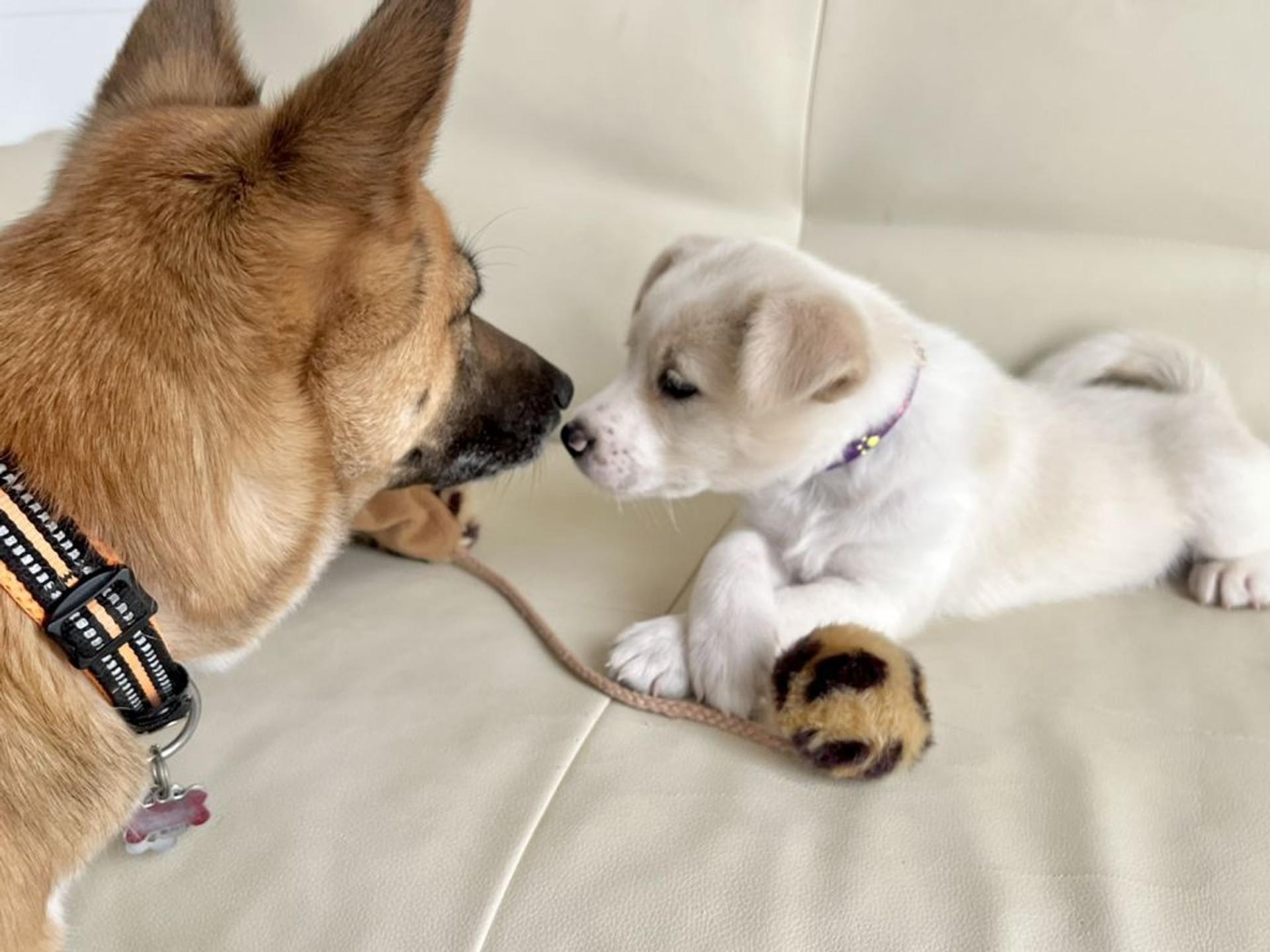 pet-image-5
