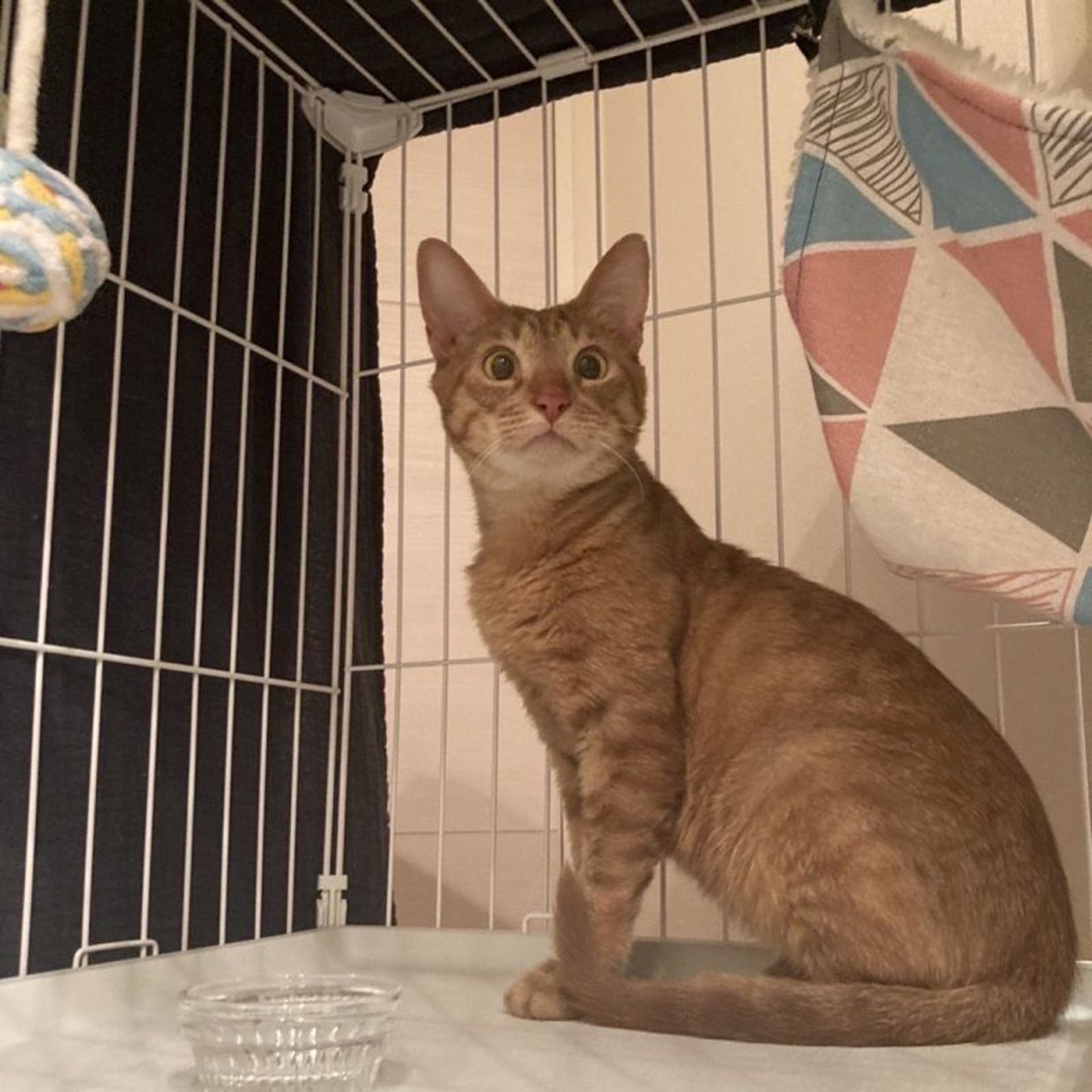 雑種（ミックス猫）・オスの里親募集の写真