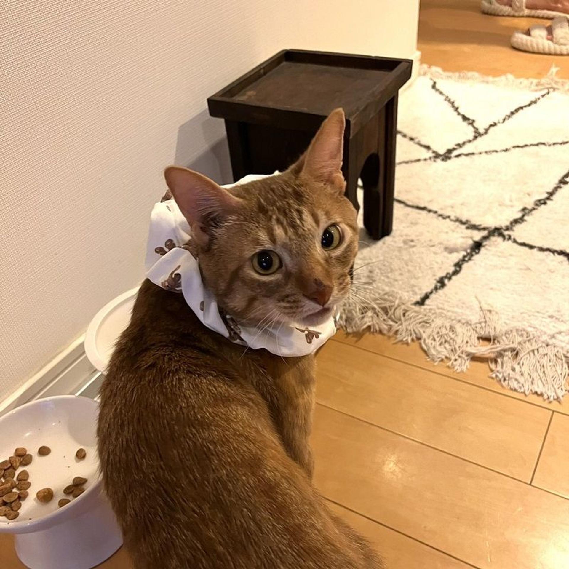 pet-image-3