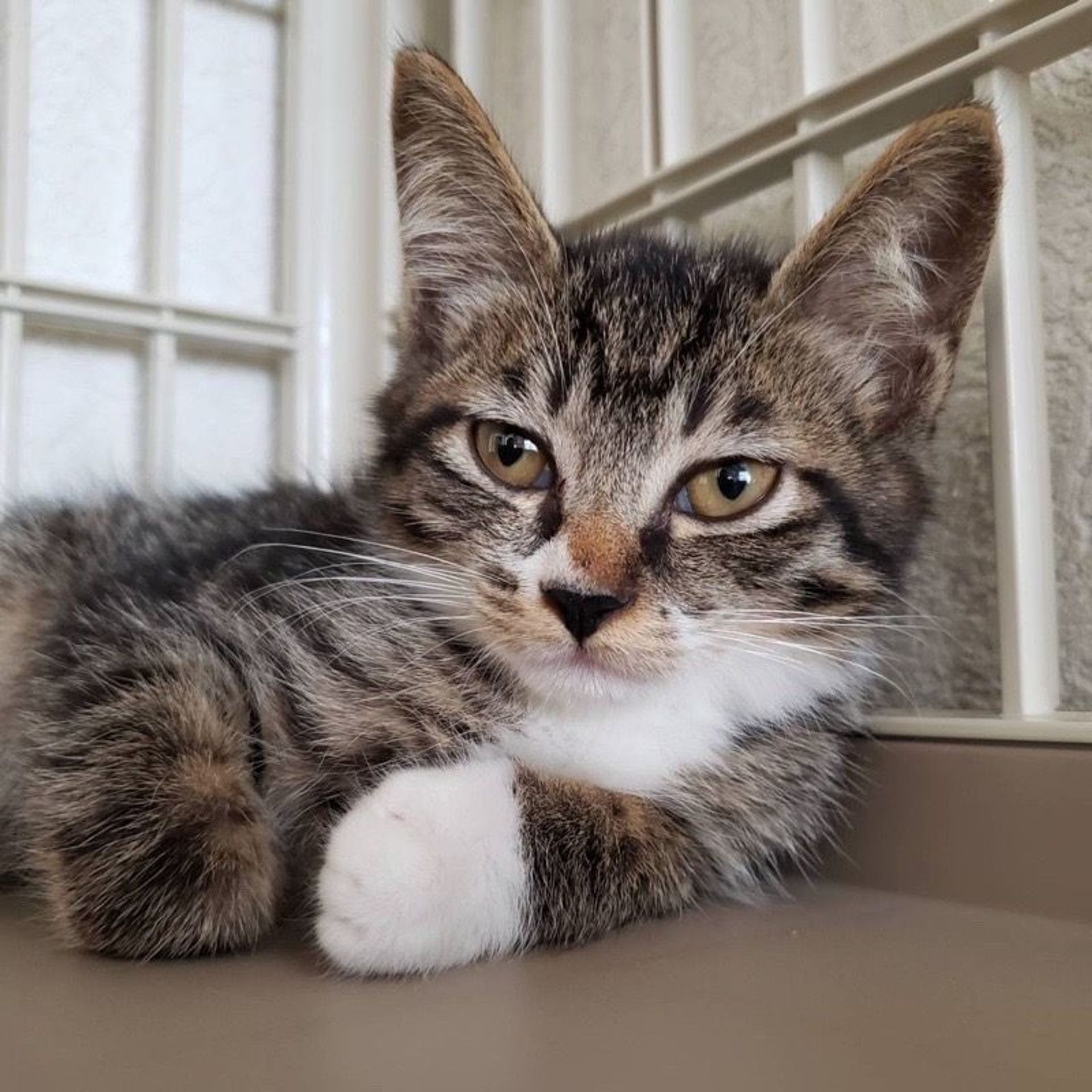 雑種（ミックス猫）・オスの里親募集の写真
