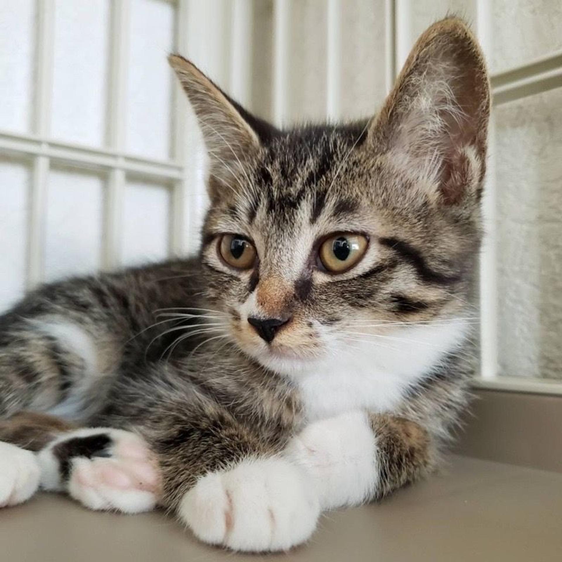 pet-image-2
