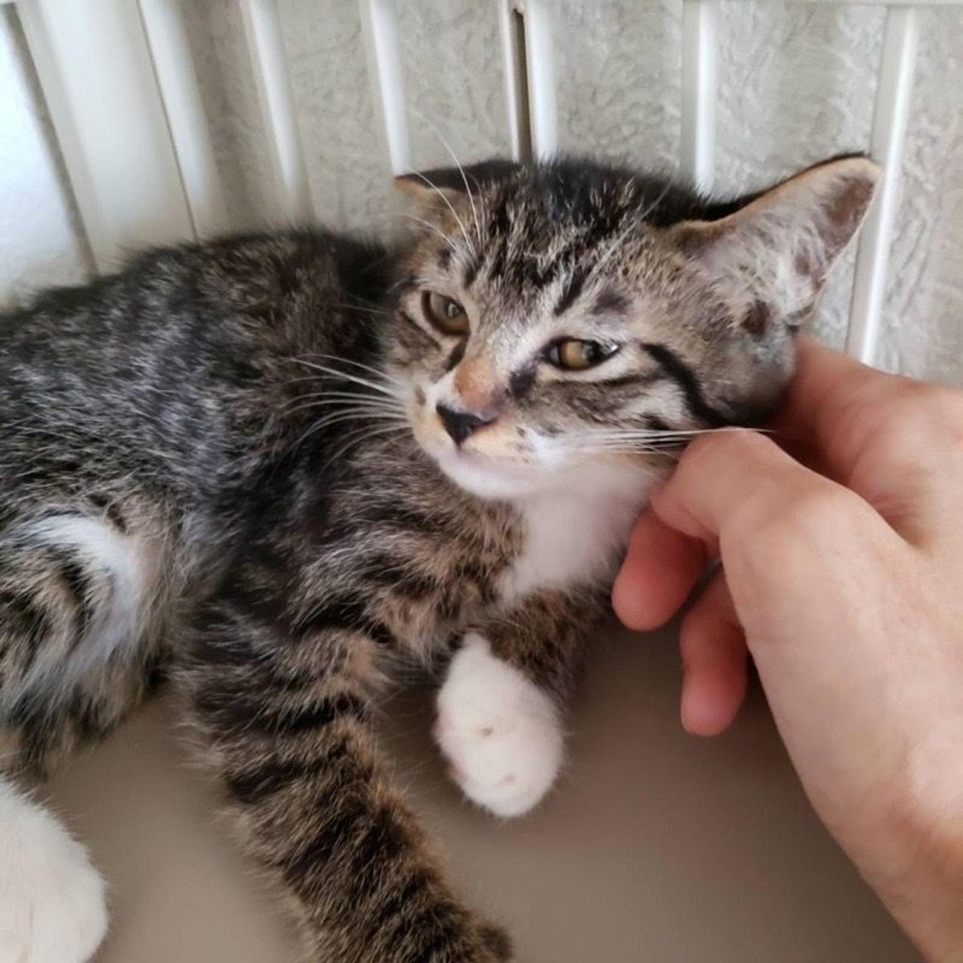 pet-image-3