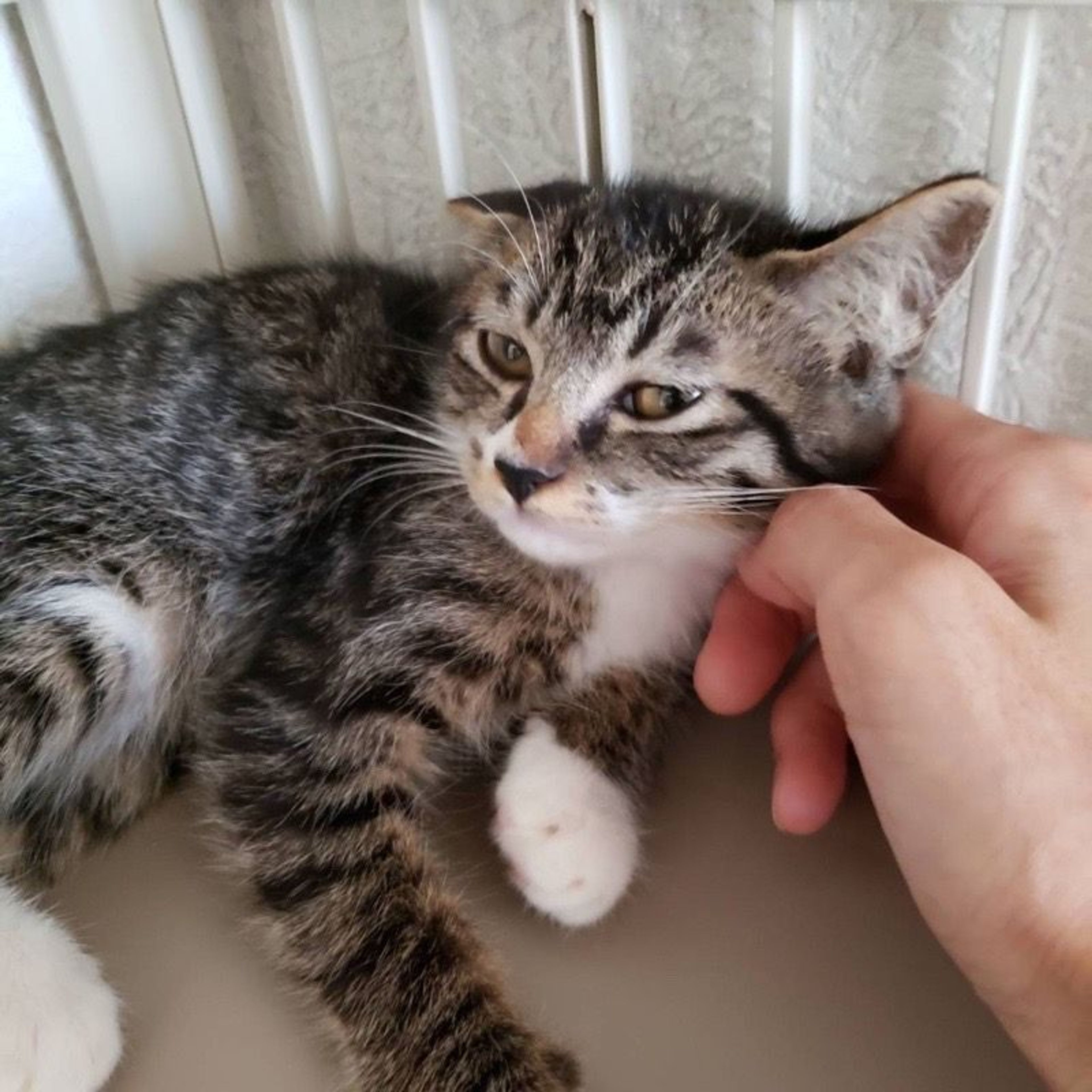 pet-image-3