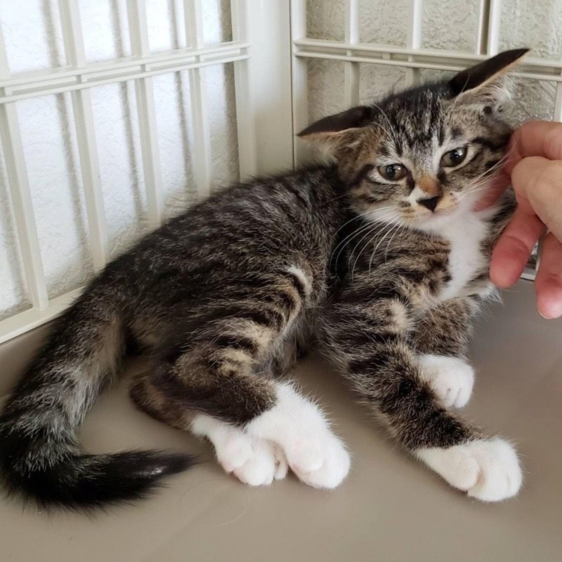 pet-image-5