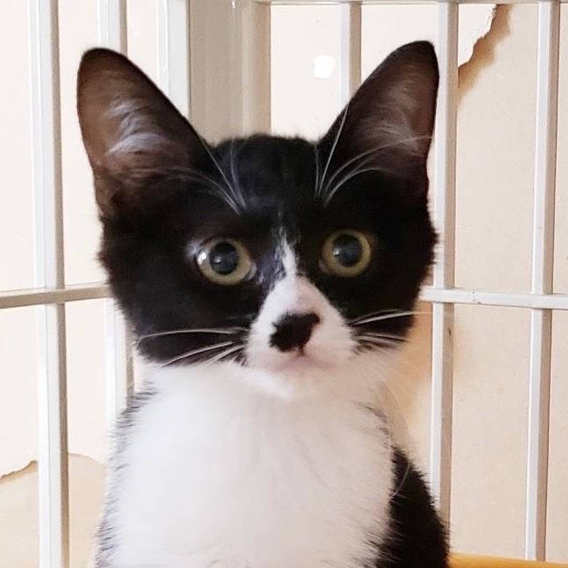 雑種（ミックス猫）・メスの里親募集の写真