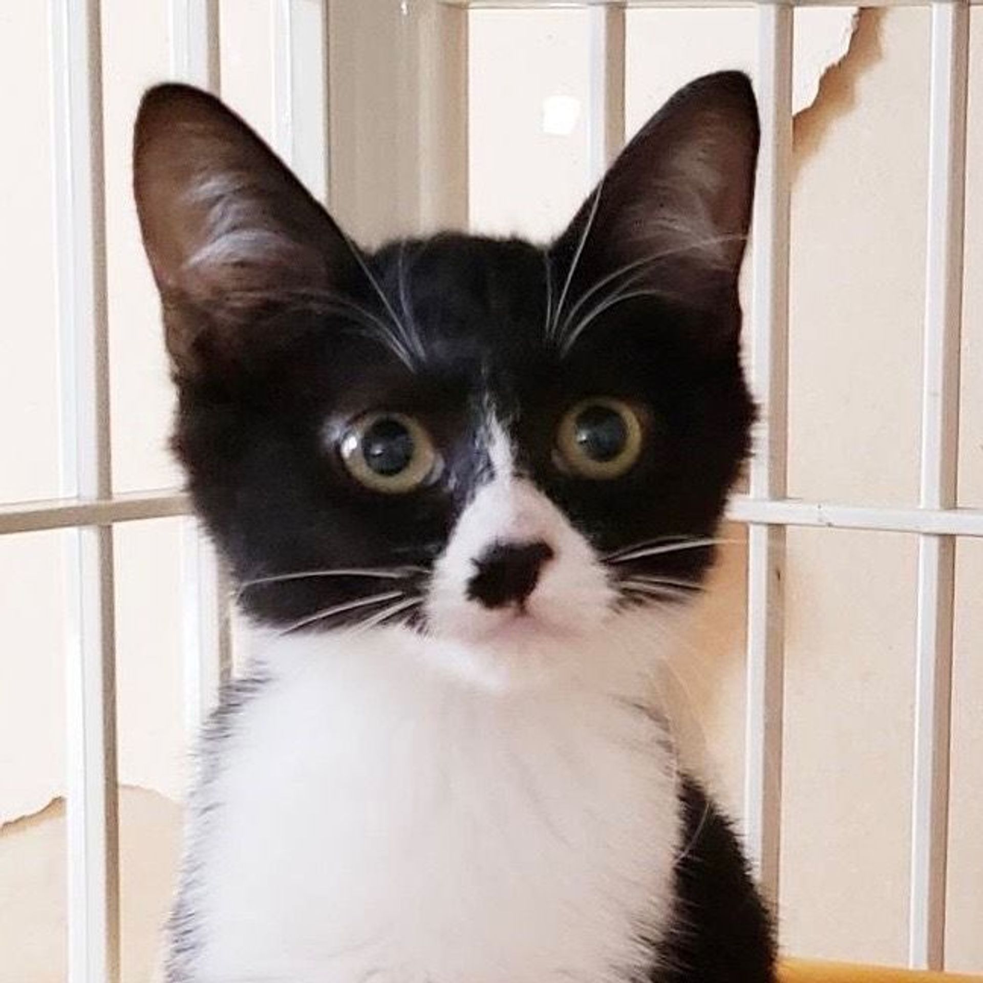 雑種（ミックス猫）・メスの里親募集の写真