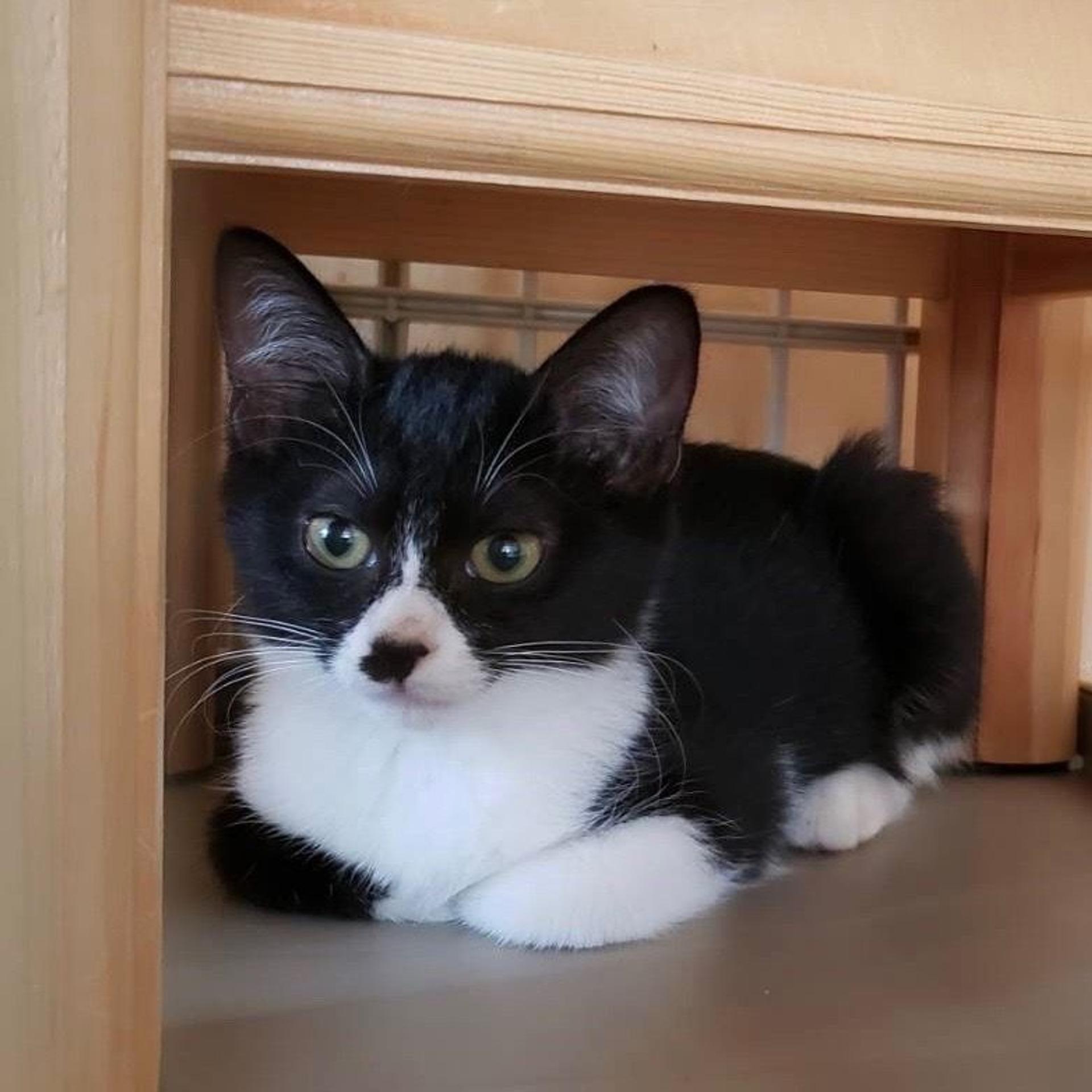 pet-image-3