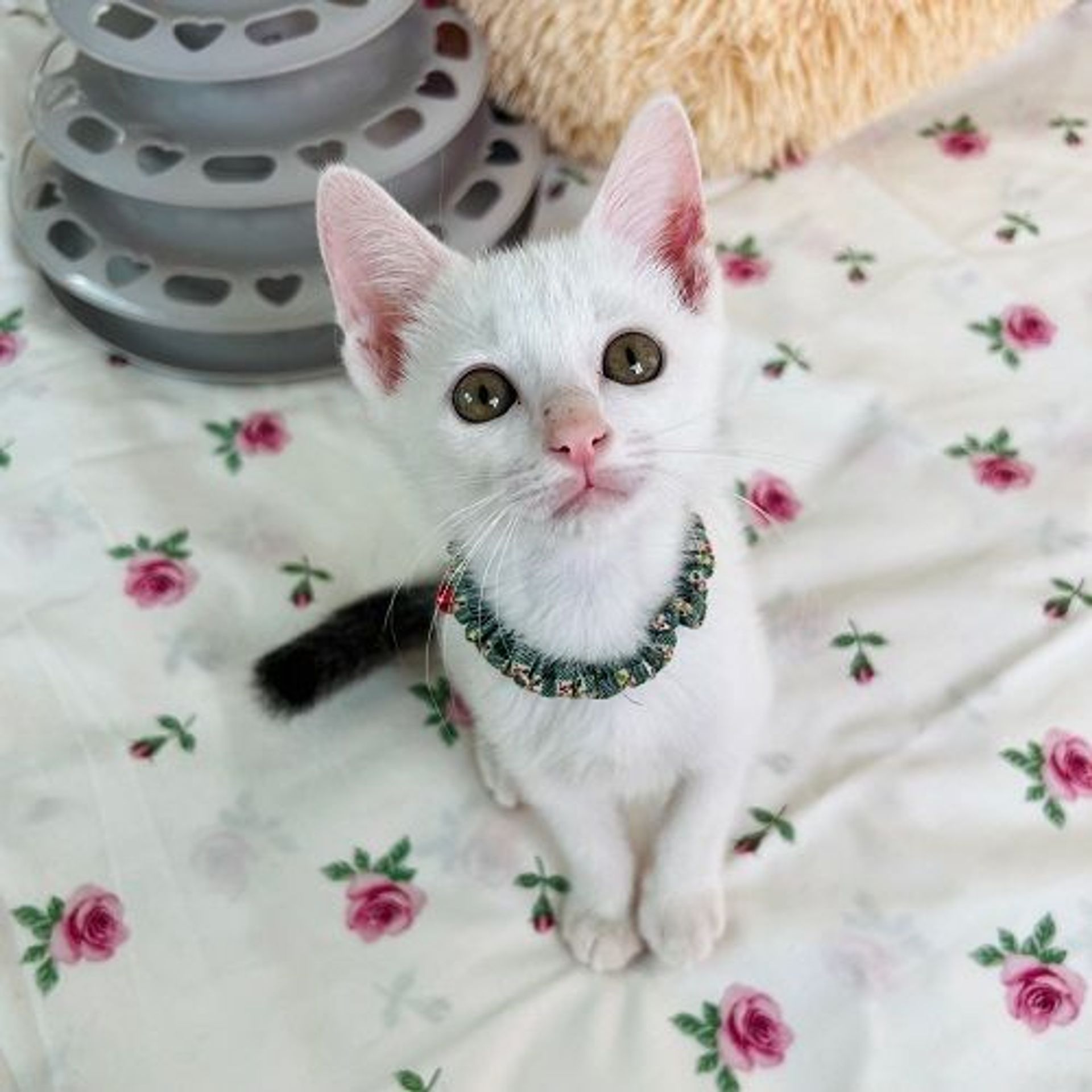 雑種（ミックス猫）・オスの里親募集の写真
