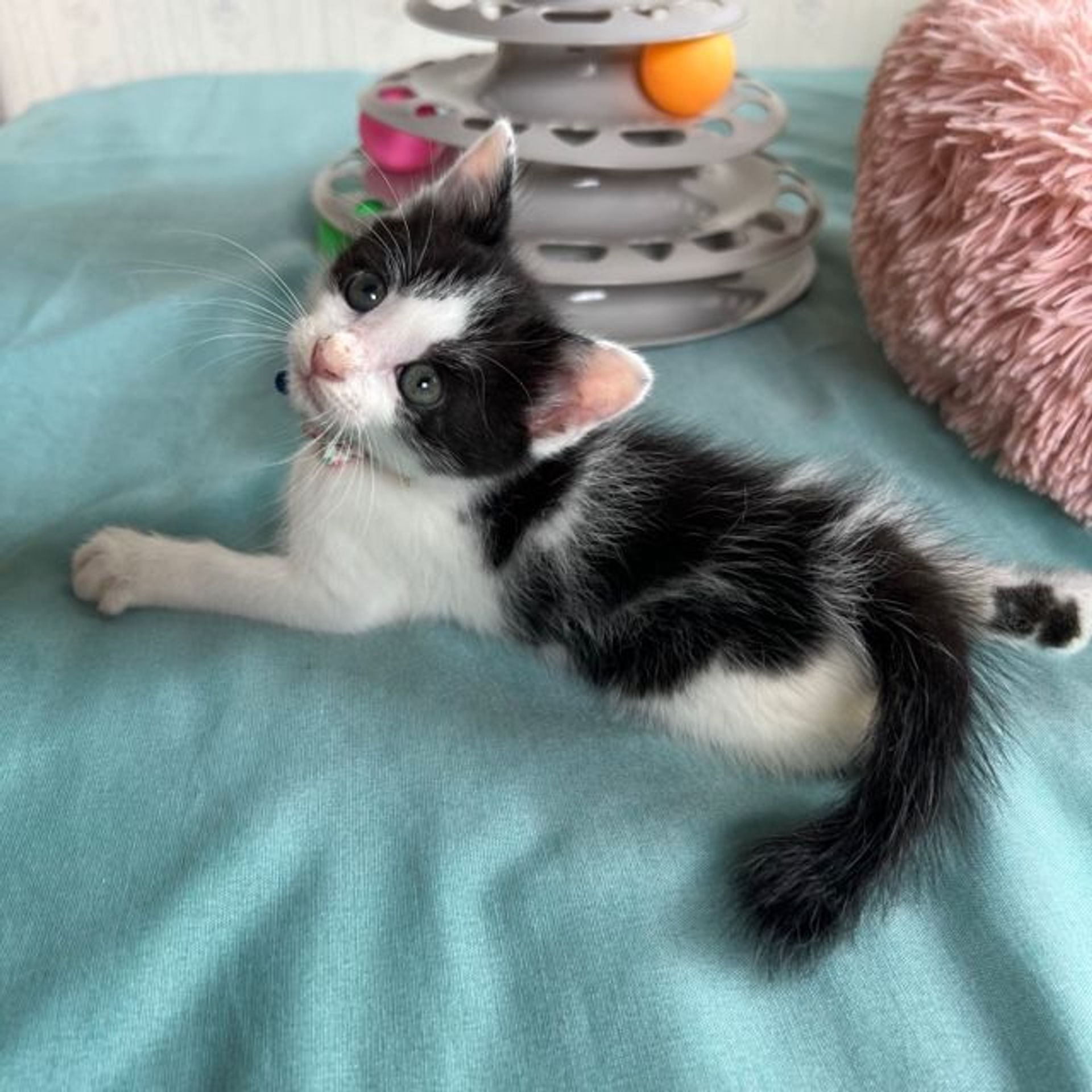 雑種（ミックス猫）・メスの里親募集の写真