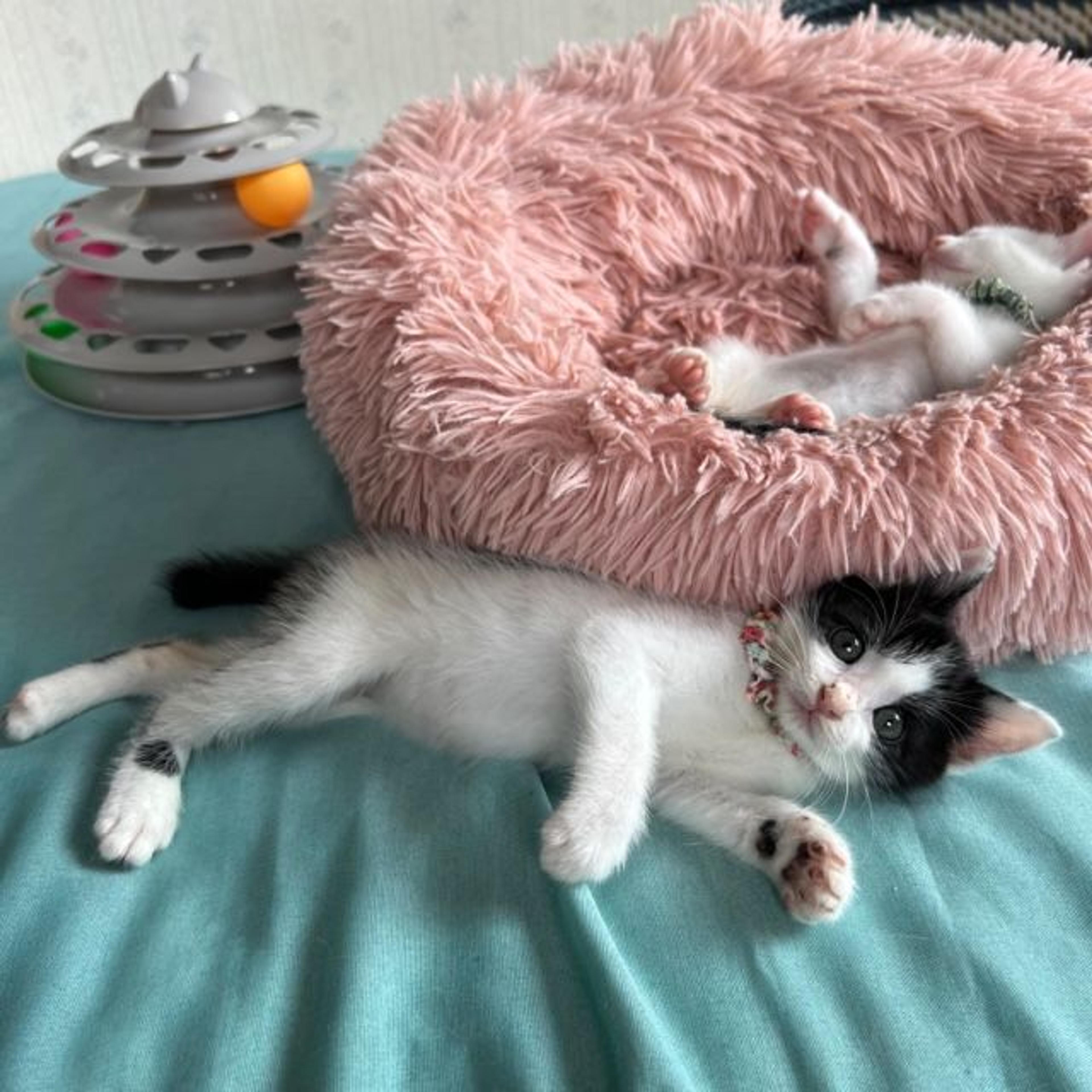 pet-image-2