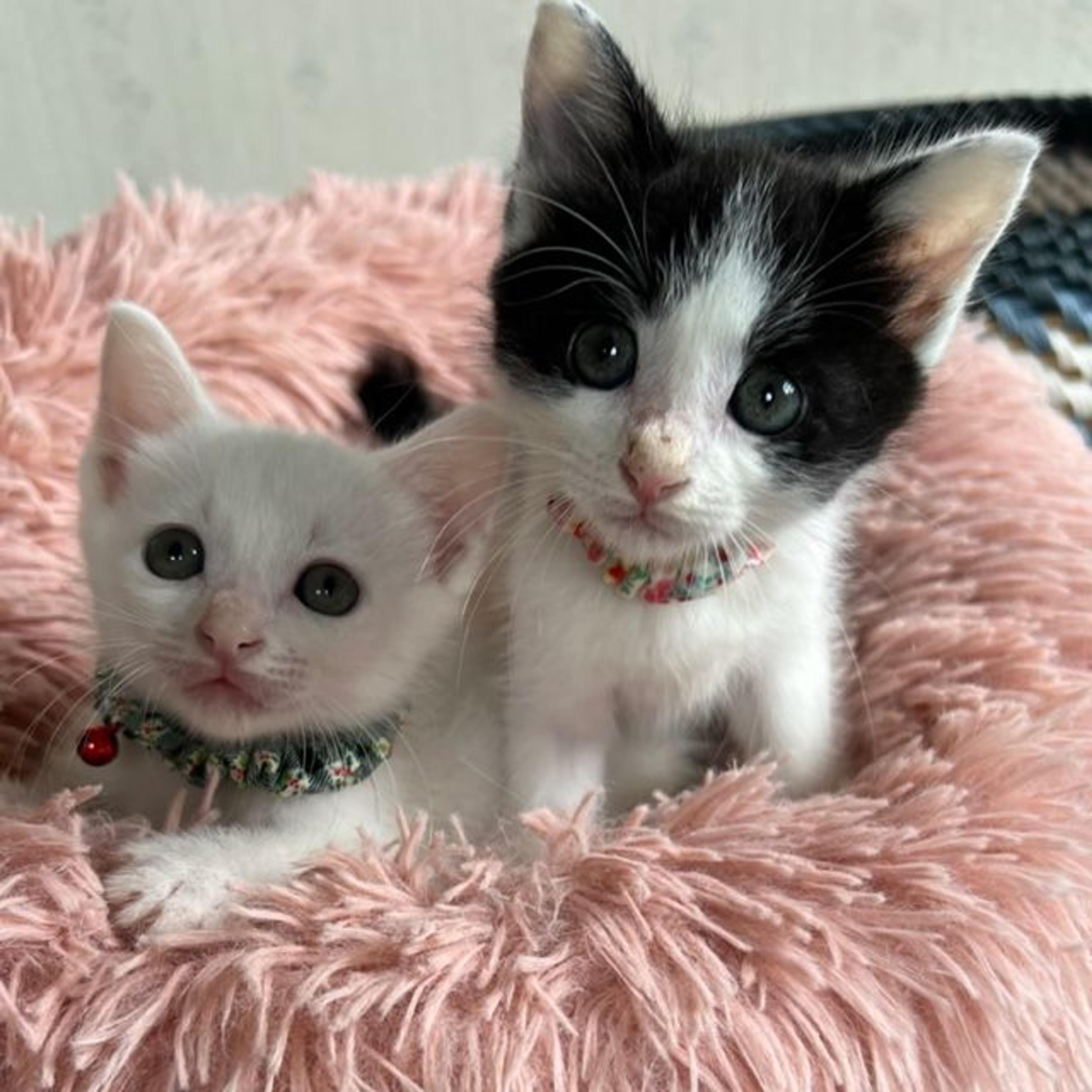 pet-image-4