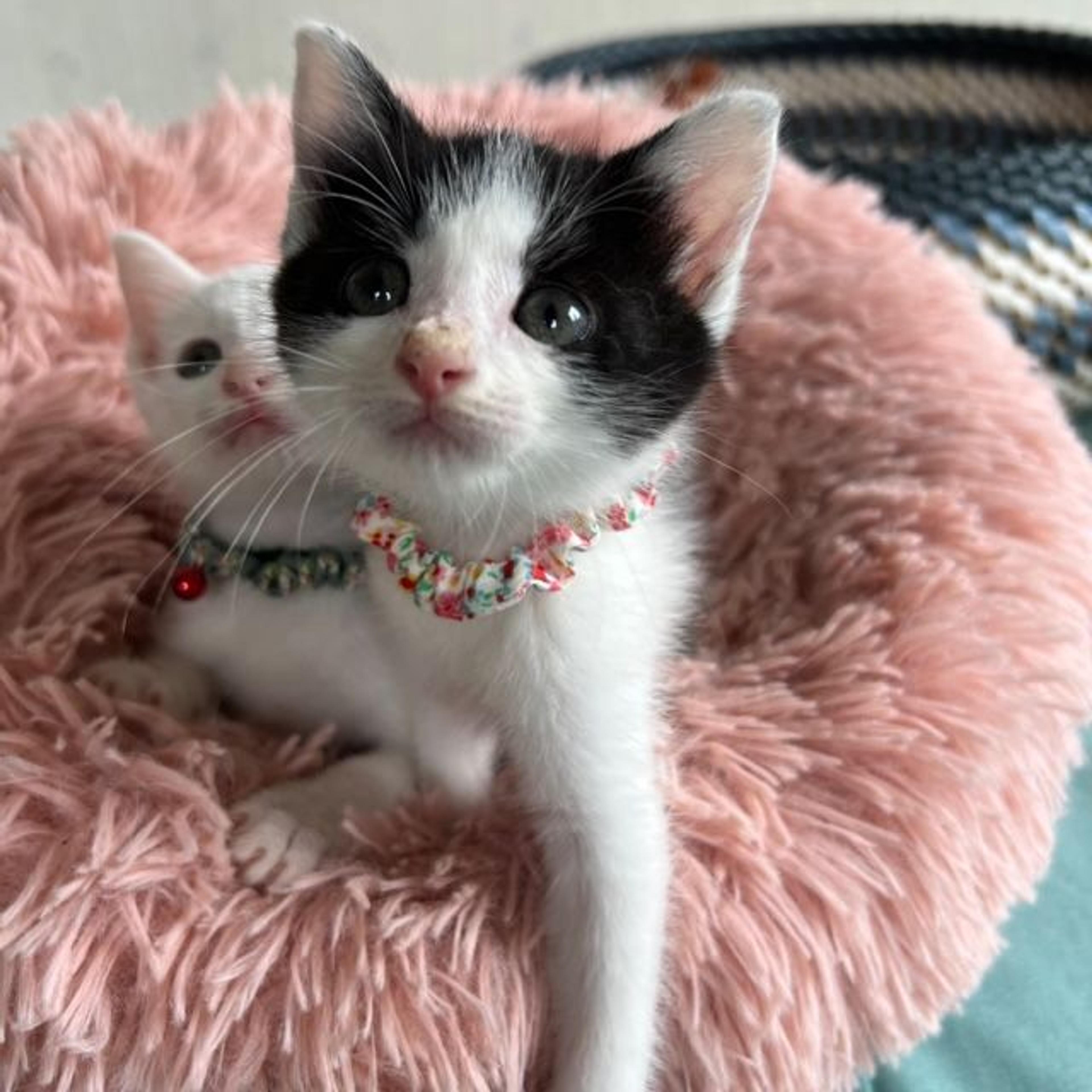 pet-image-6