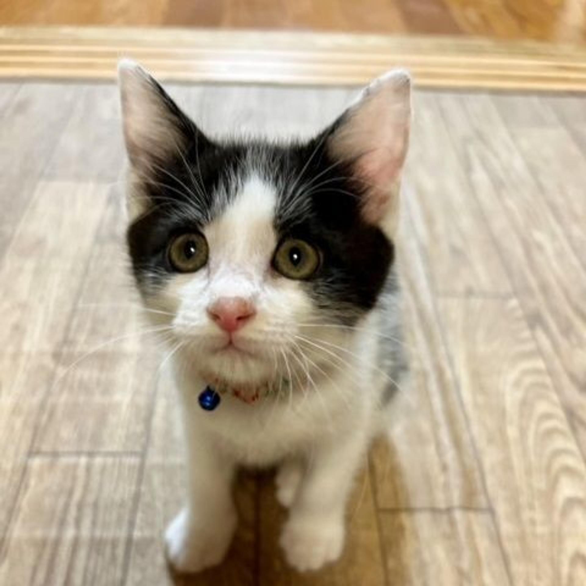 pet-image-7