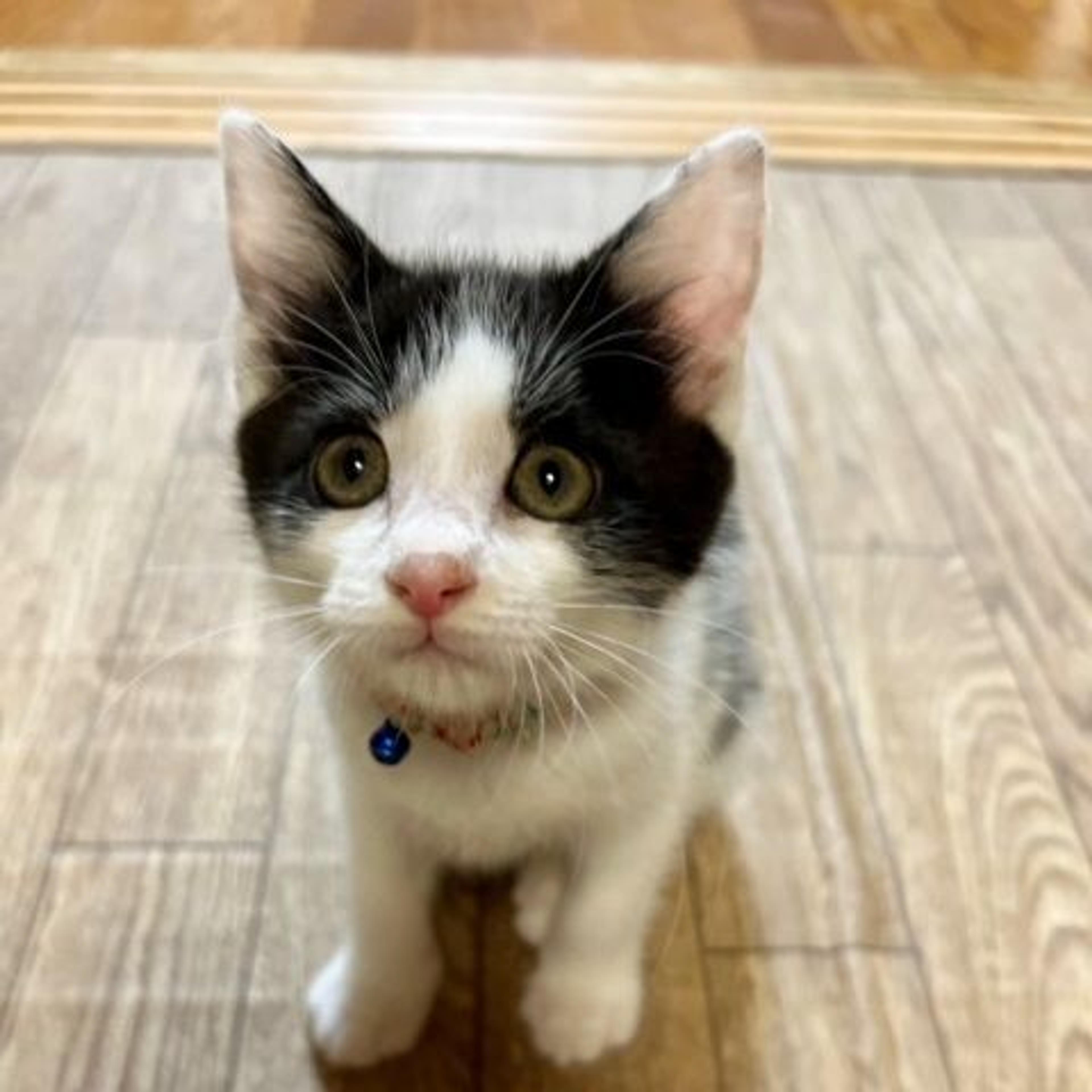 pet-image-7