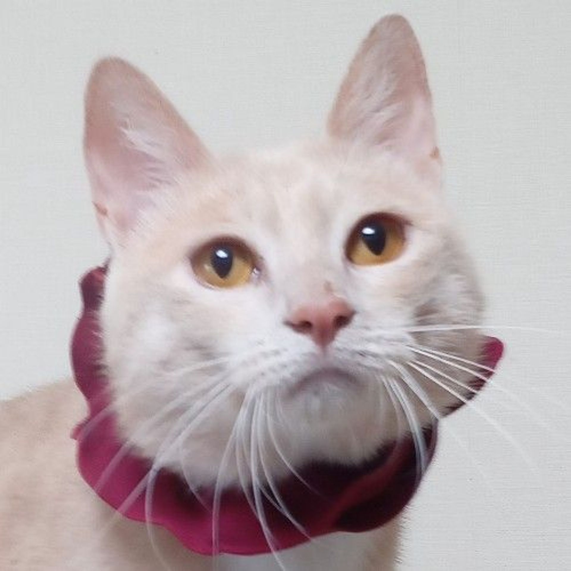 雑種（ミックス猫）・オスの里親募集の写真