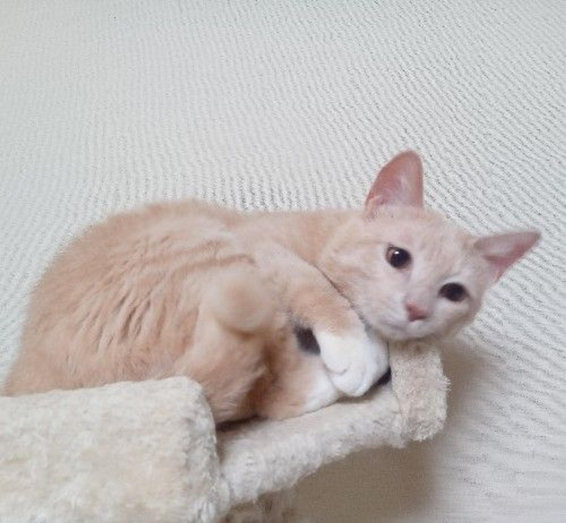 pet-image-3