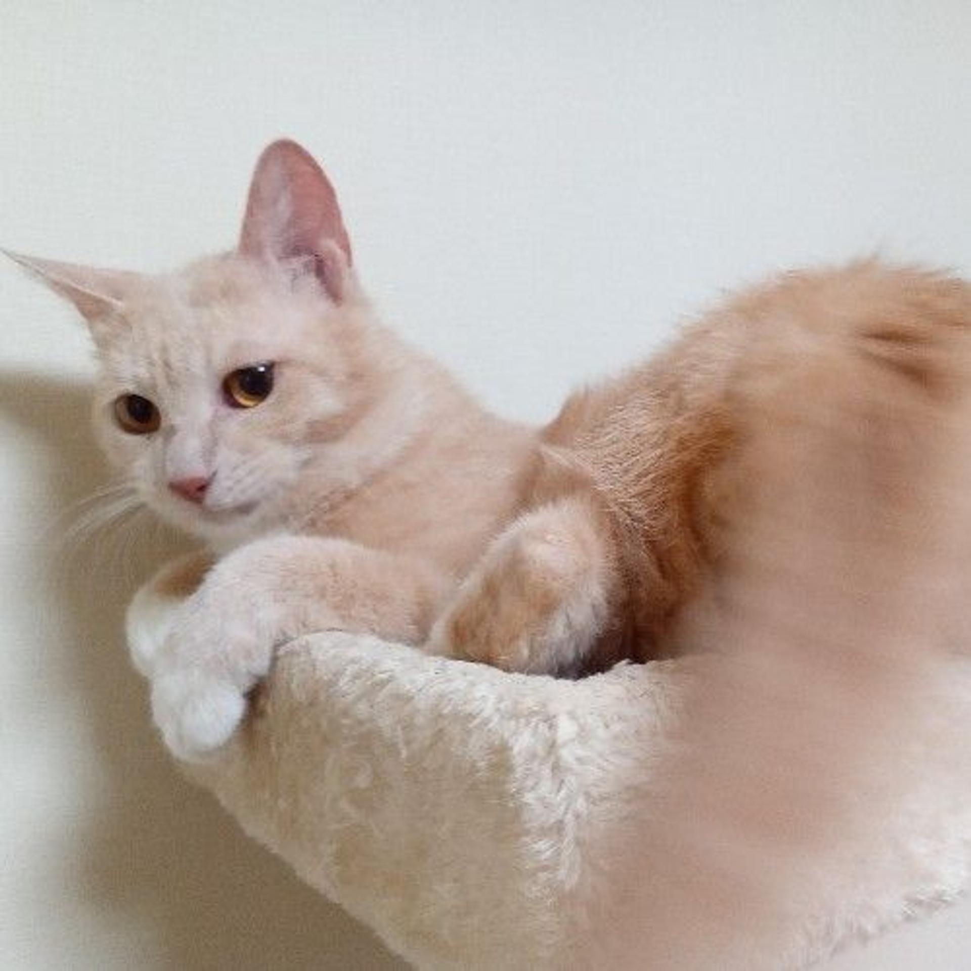 pet-image-4