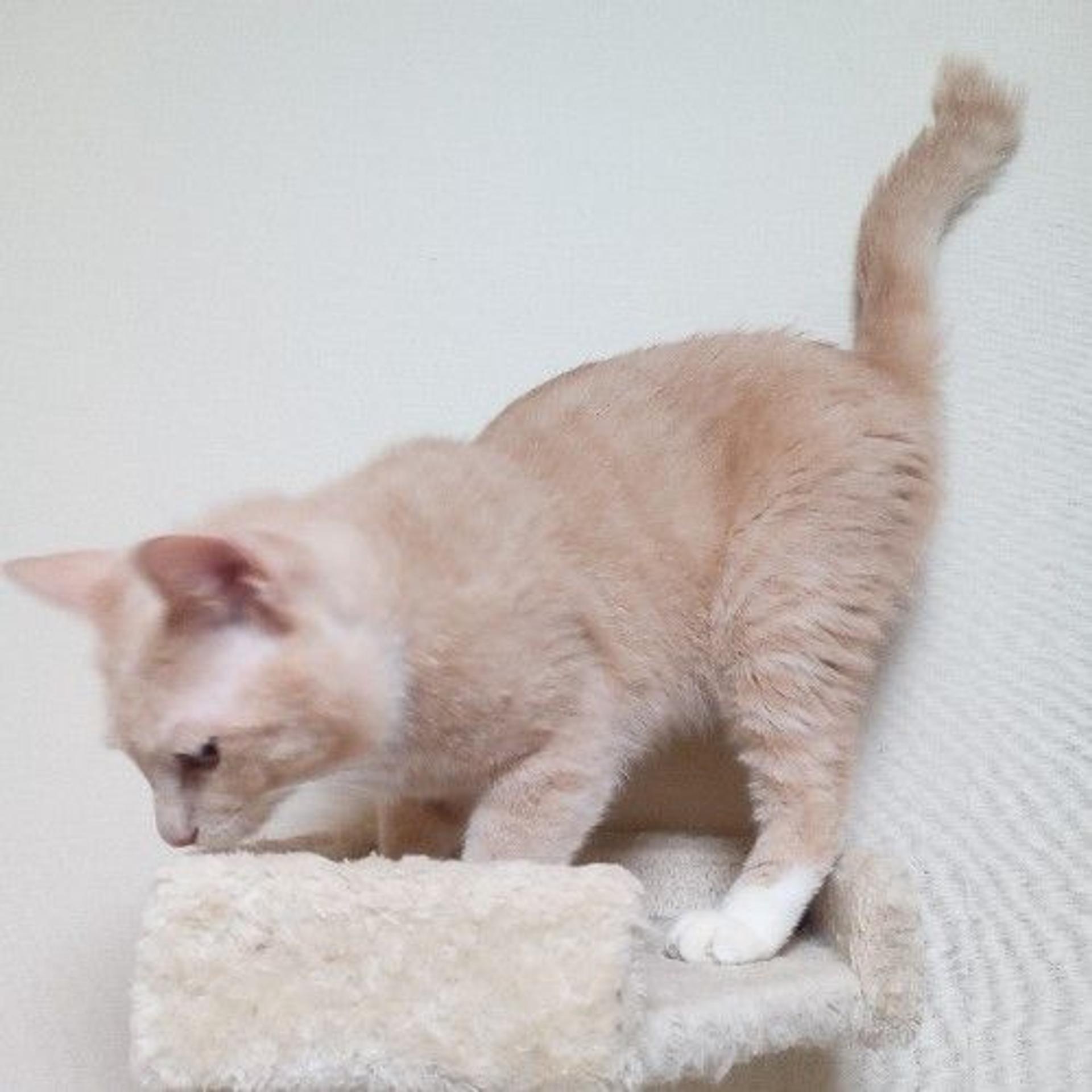 pet-image-5