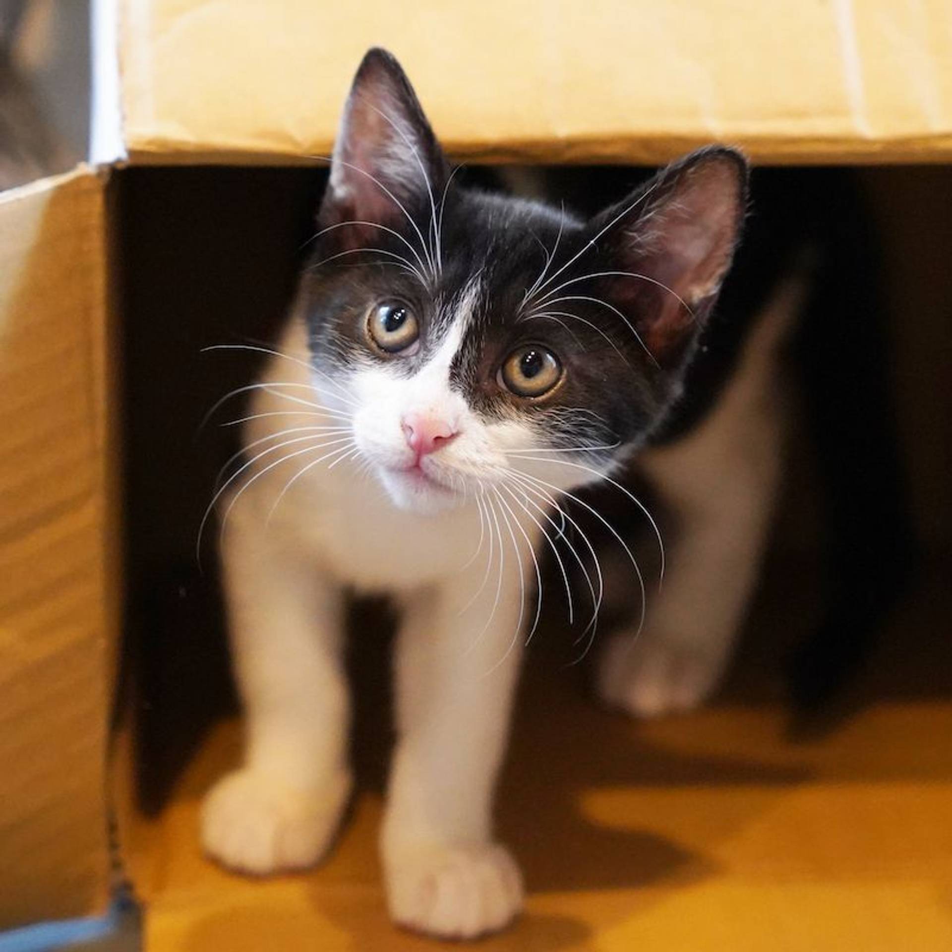雑種（ミックス猫）・オスの里親募集の写真