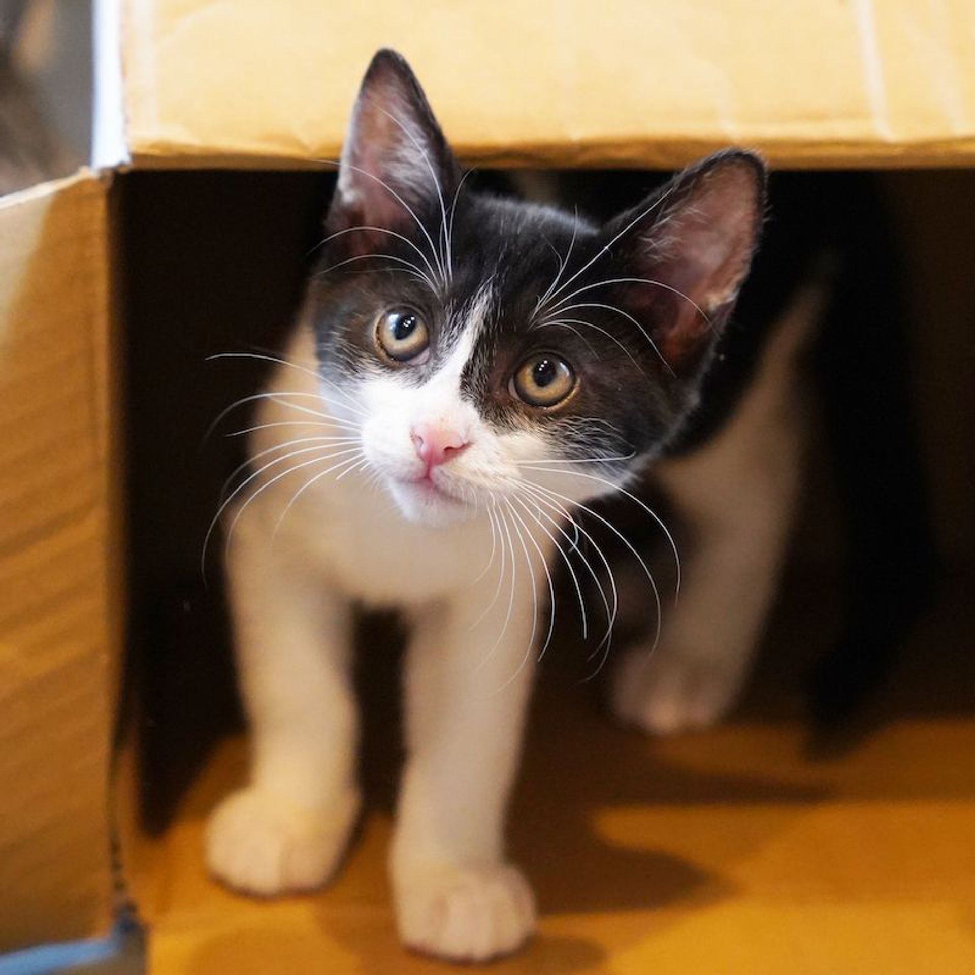 雑種（ミックス猫）・オスの里親募集の写真