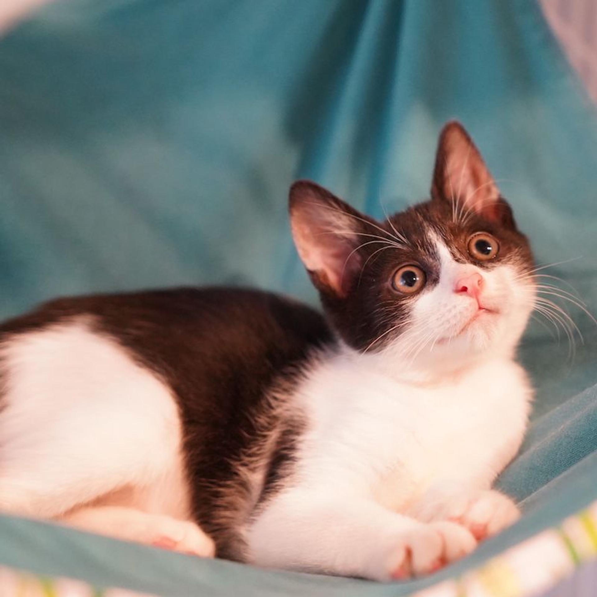 pet-image-3