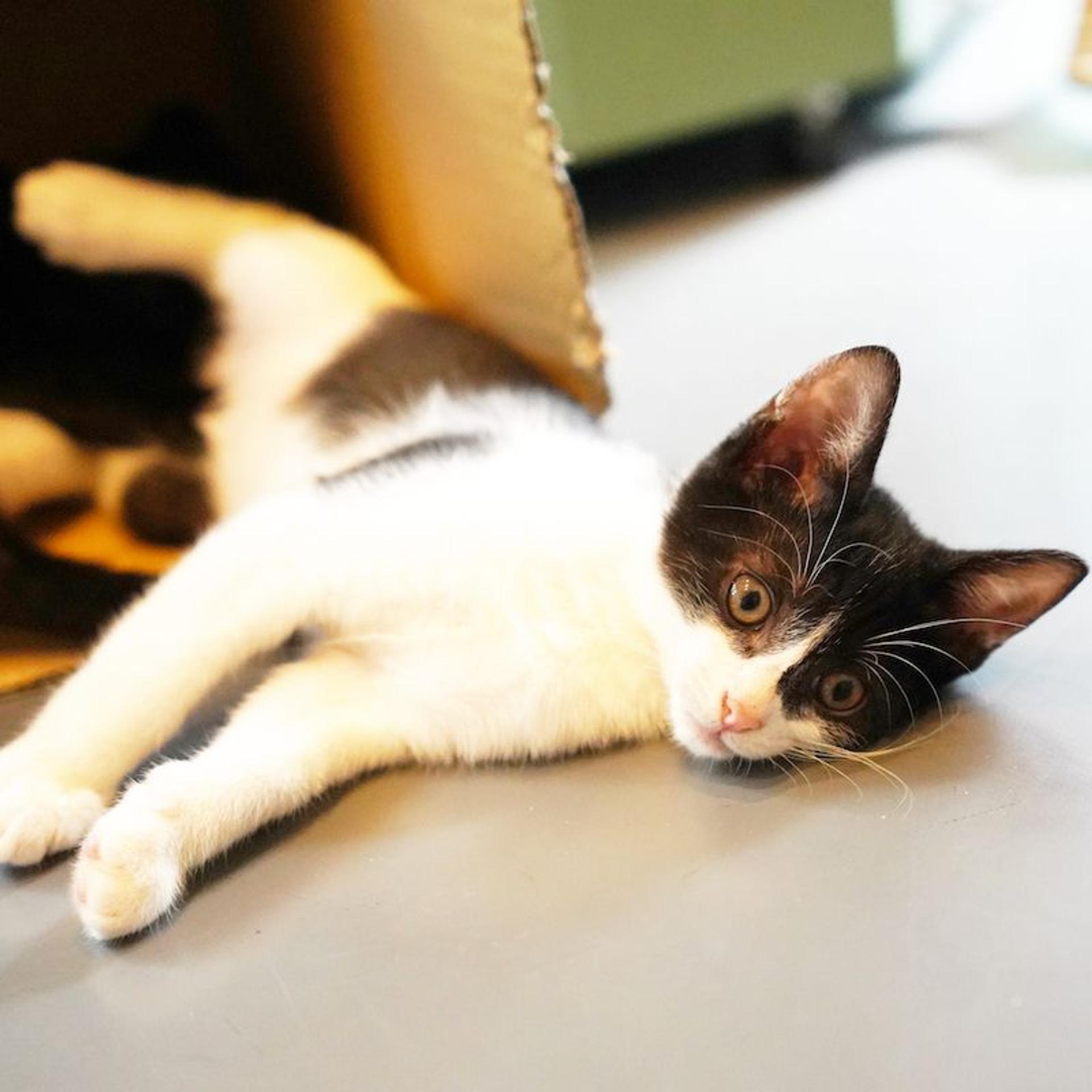pet-image-4