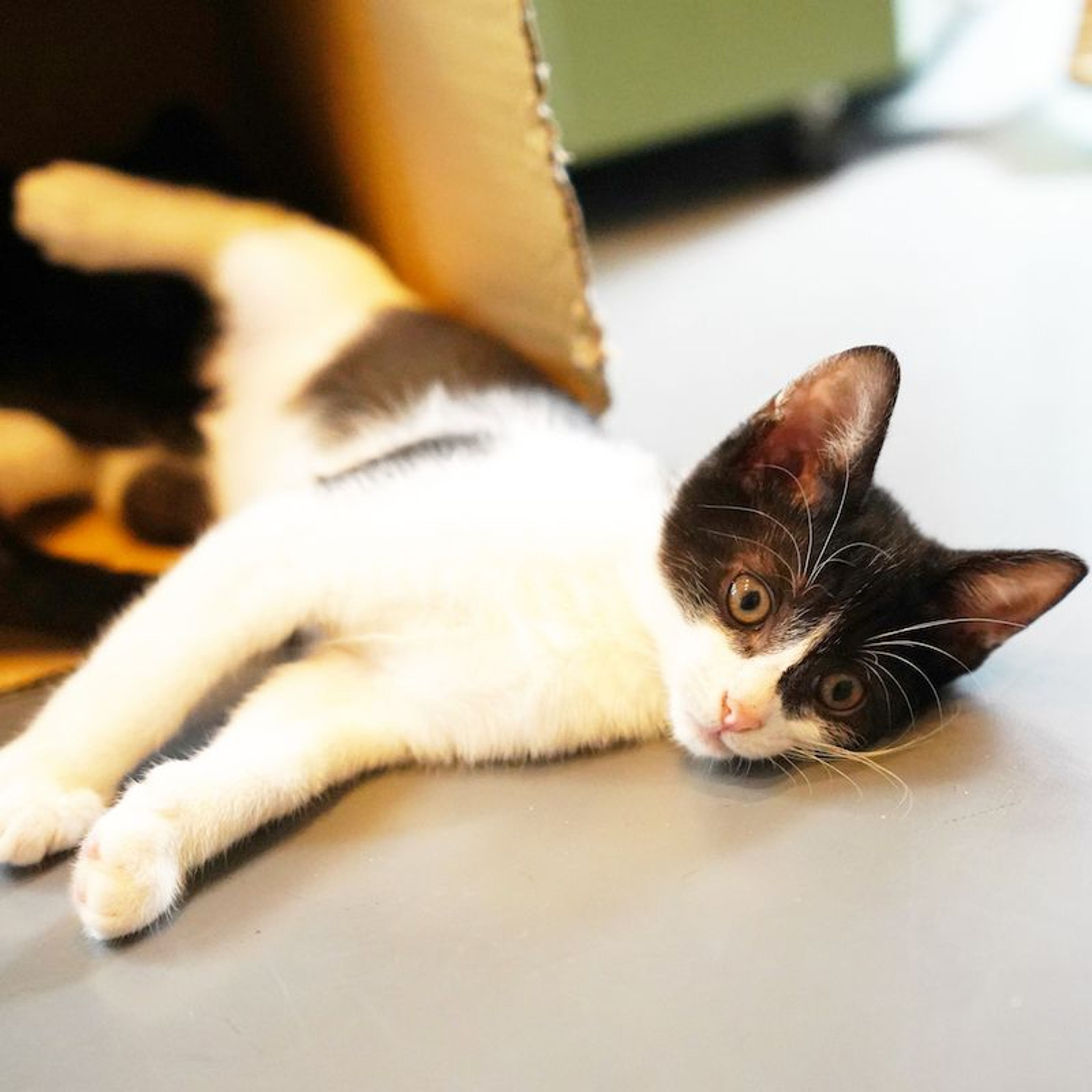 pet-image-4