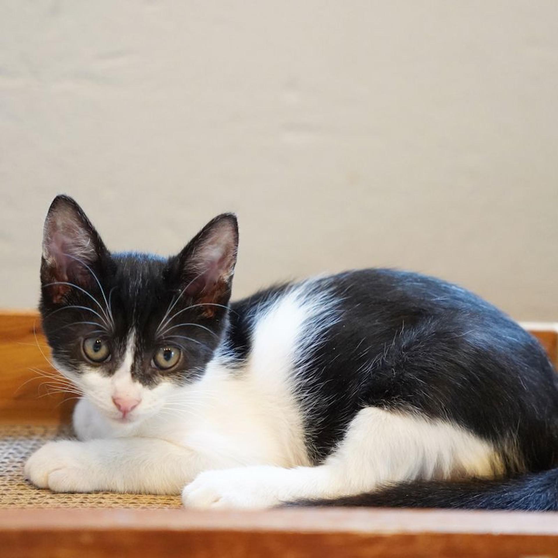 pet-image-6