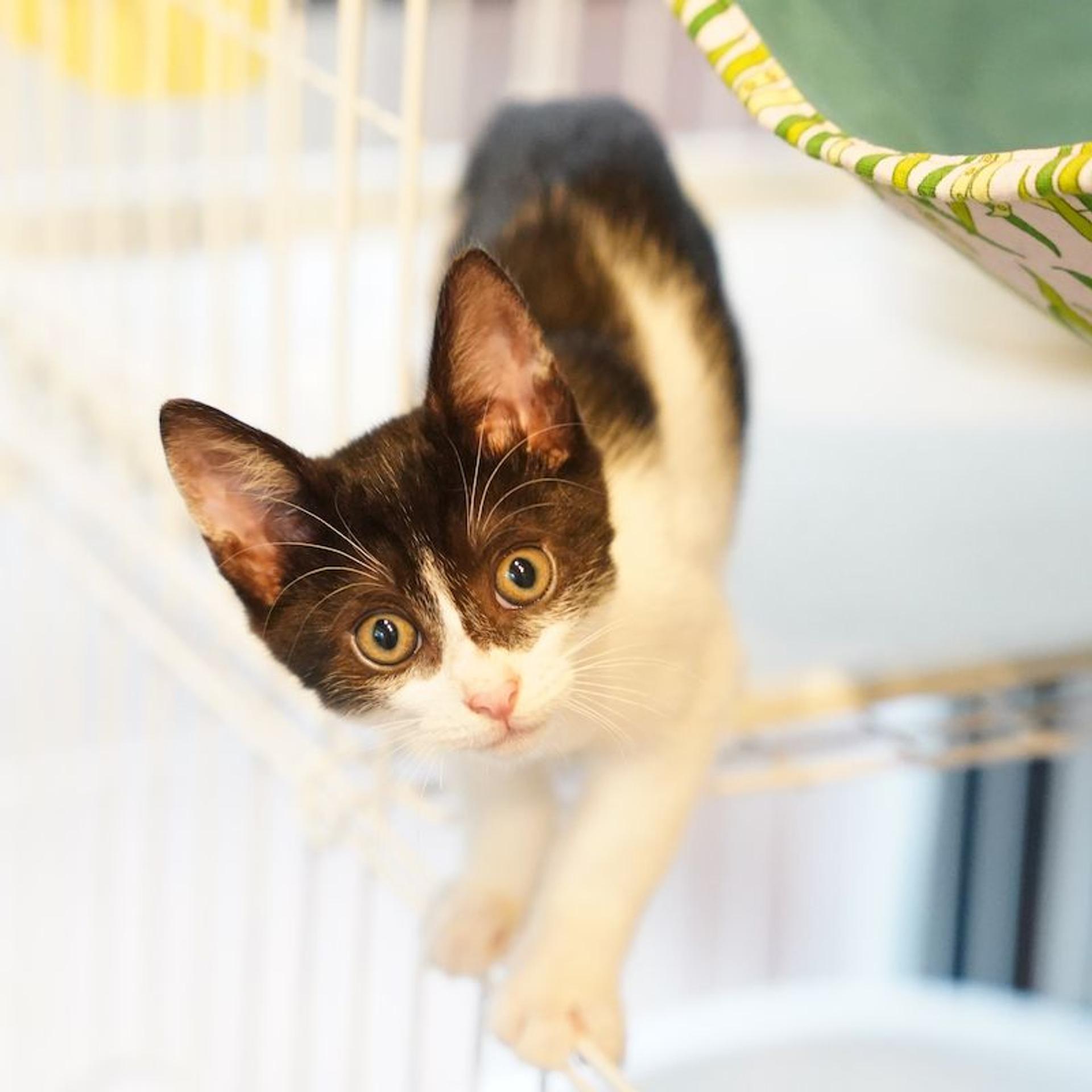 pet-image-7