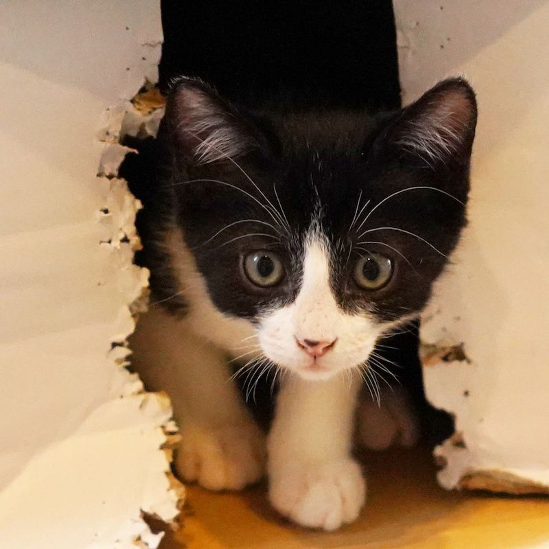 雑種（ミックス猫）・オスの里親募集の写真