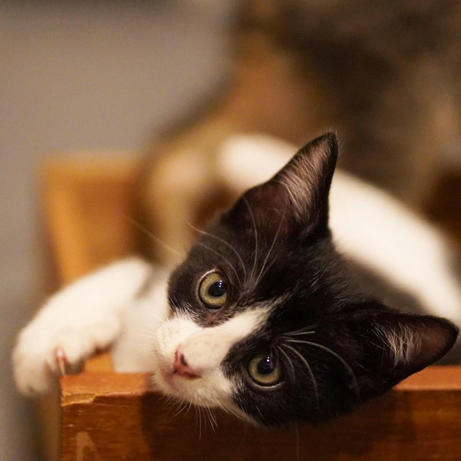 pet-image-4