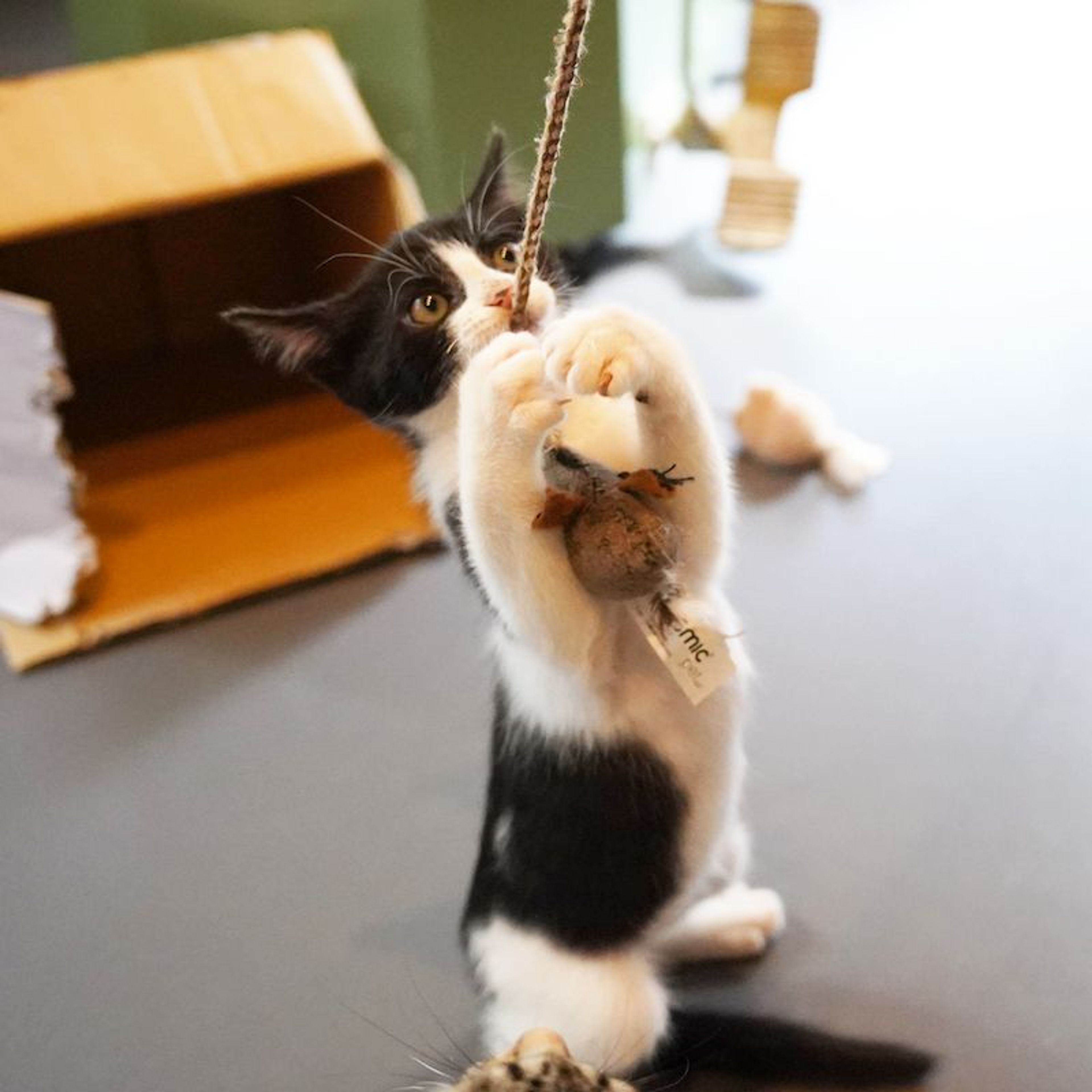 pet-image-7