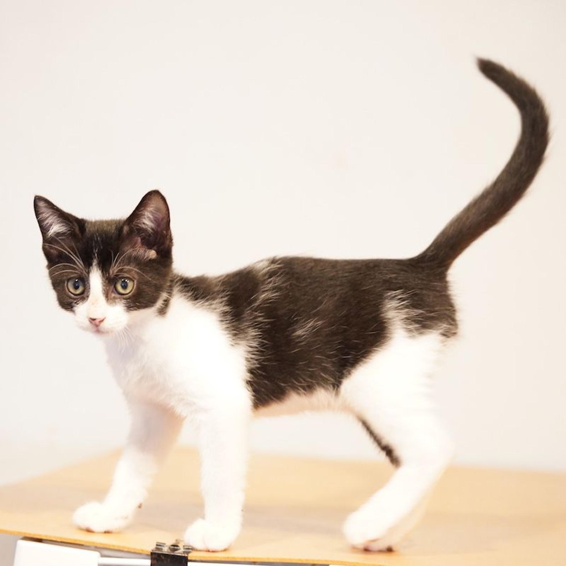 pet-image-8
