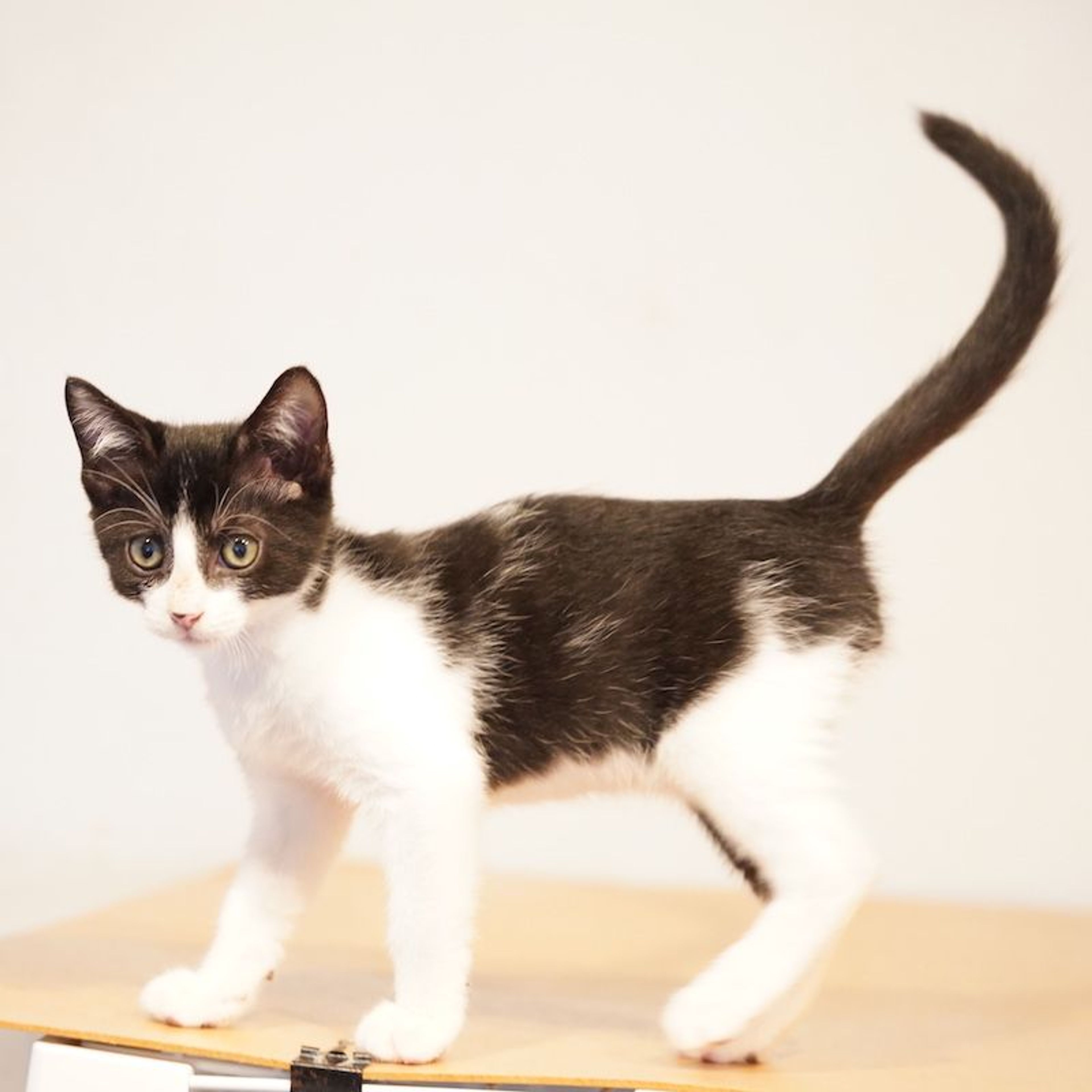 pet-image-8