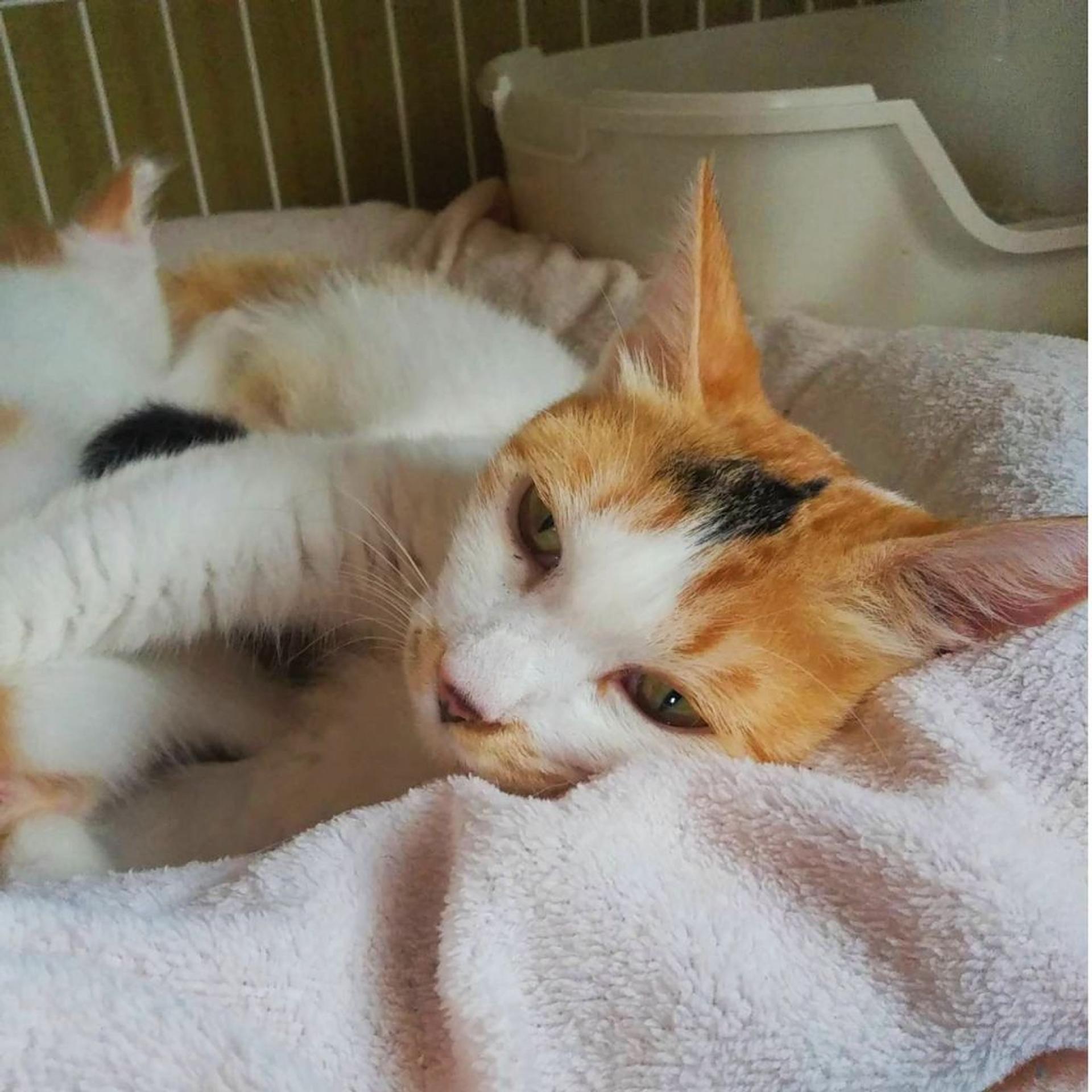 pet-image-2