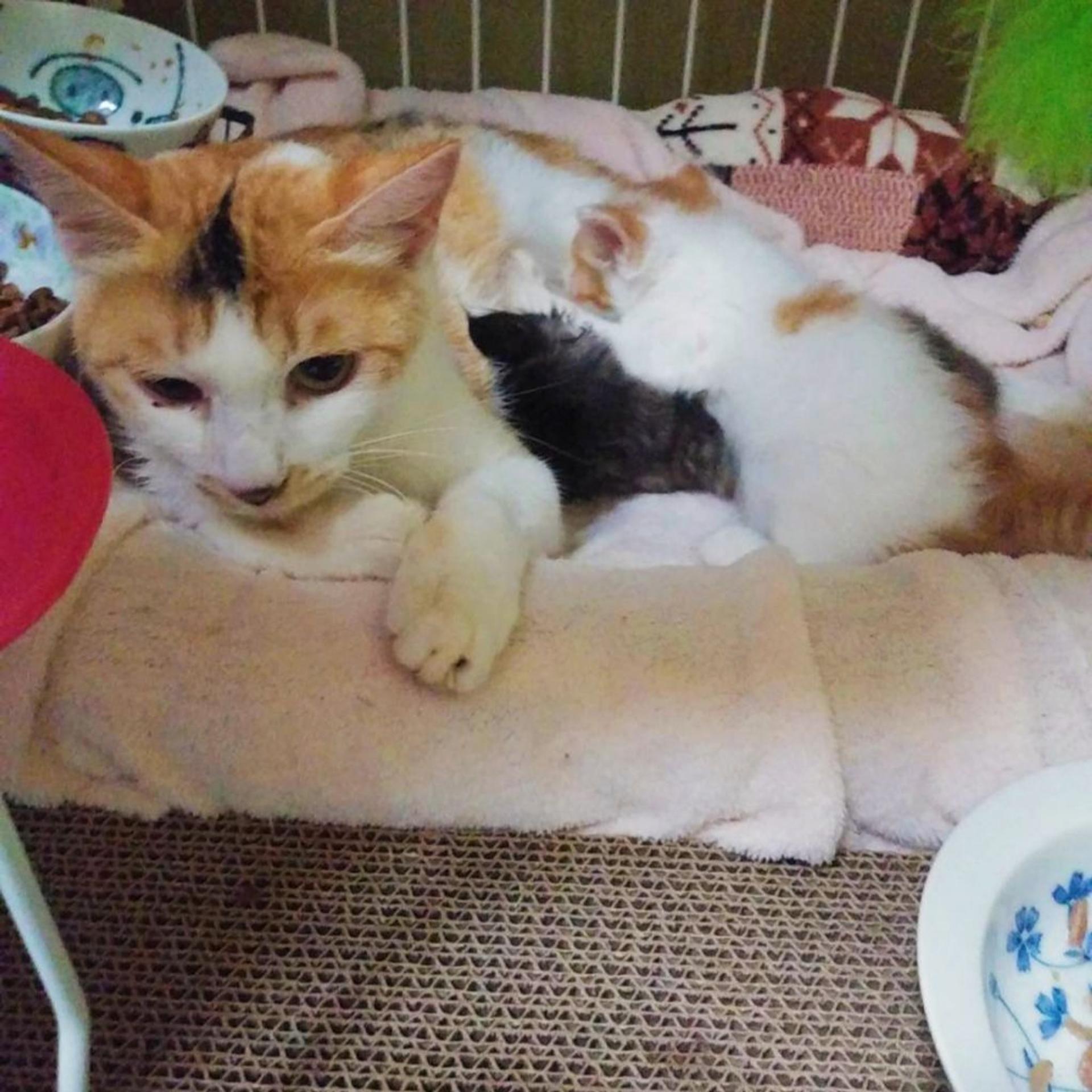 pet-image-4