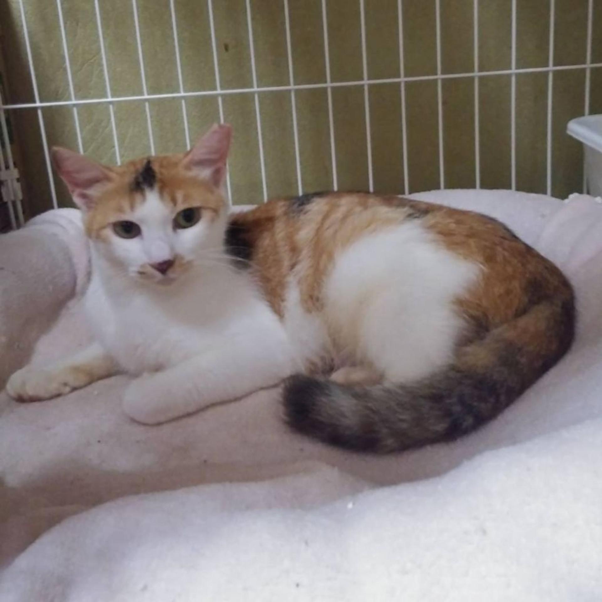 pet-image-5